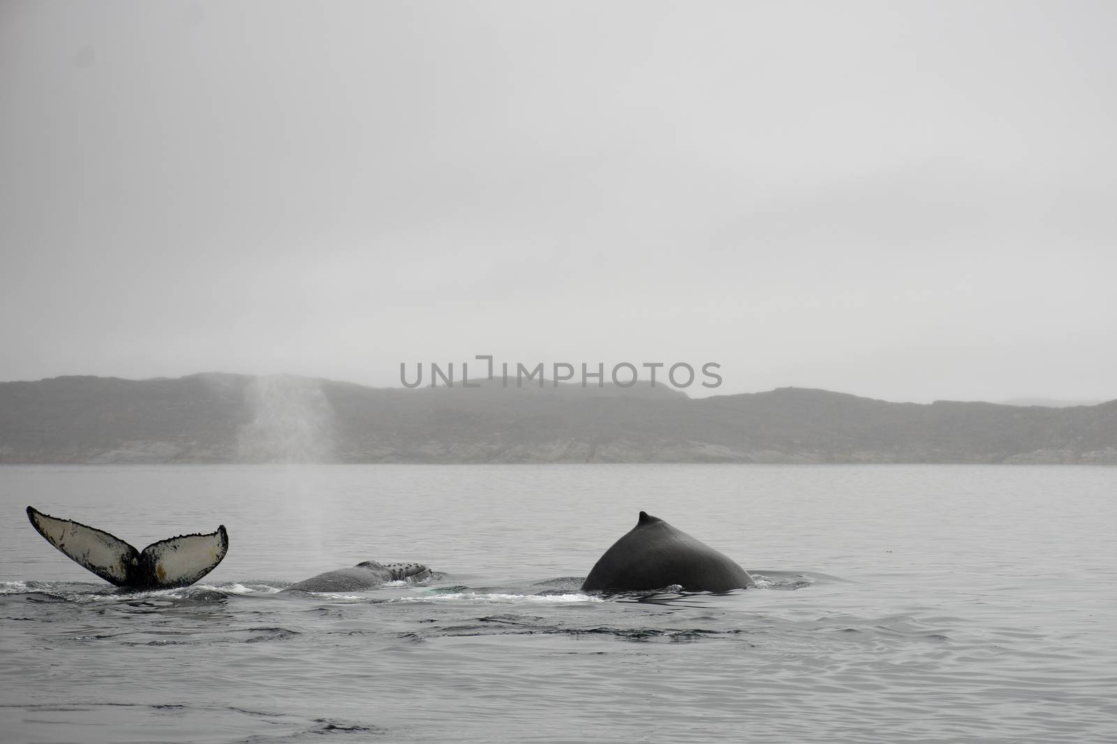 Humpback whales, Megaptera novaeangliae, showing blowhole, tail and dorsal fin