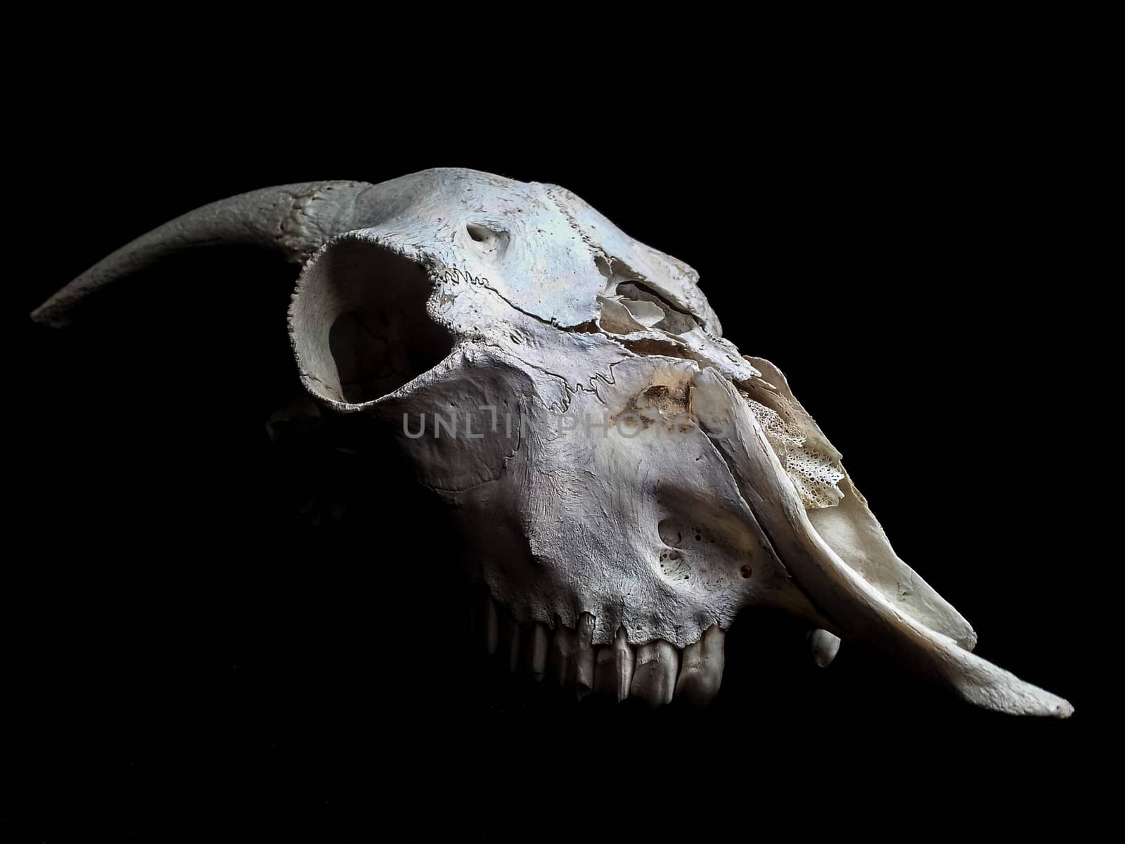 Skull of goat isolated towards black background