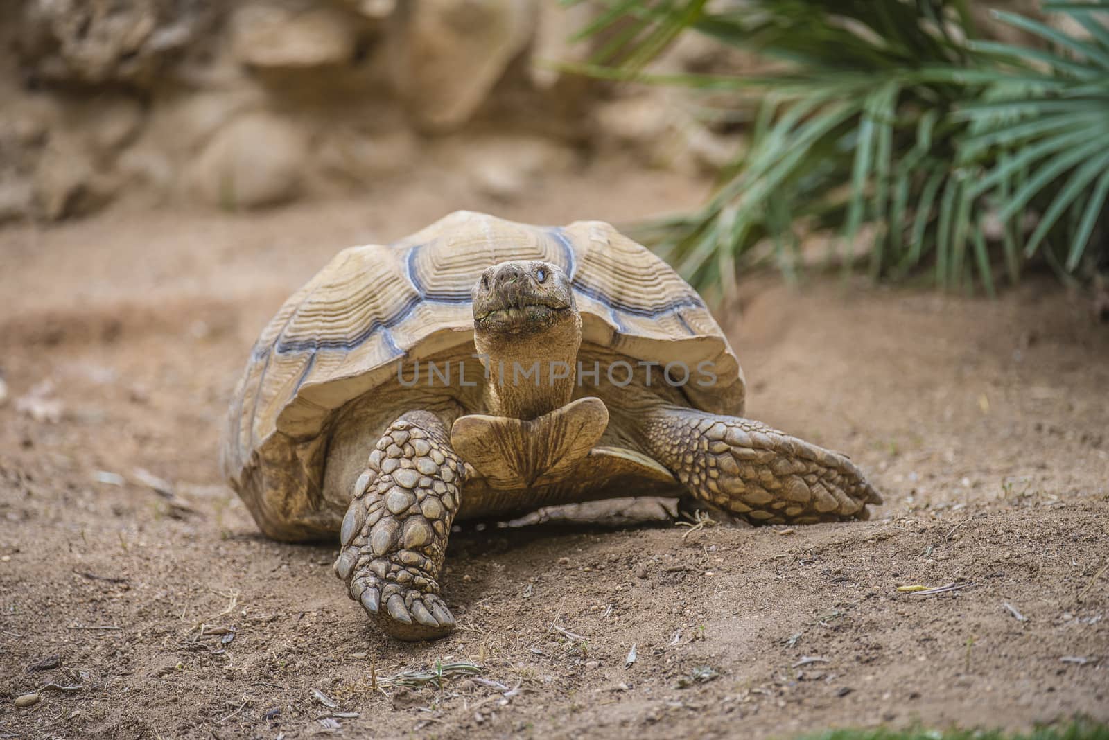 The African spurred tortoise (Geochelone sulcata), also called the sulcata tortoise, is a species of tortoise which inhabits the southern edge of the Sahara desert, in northern Africa.