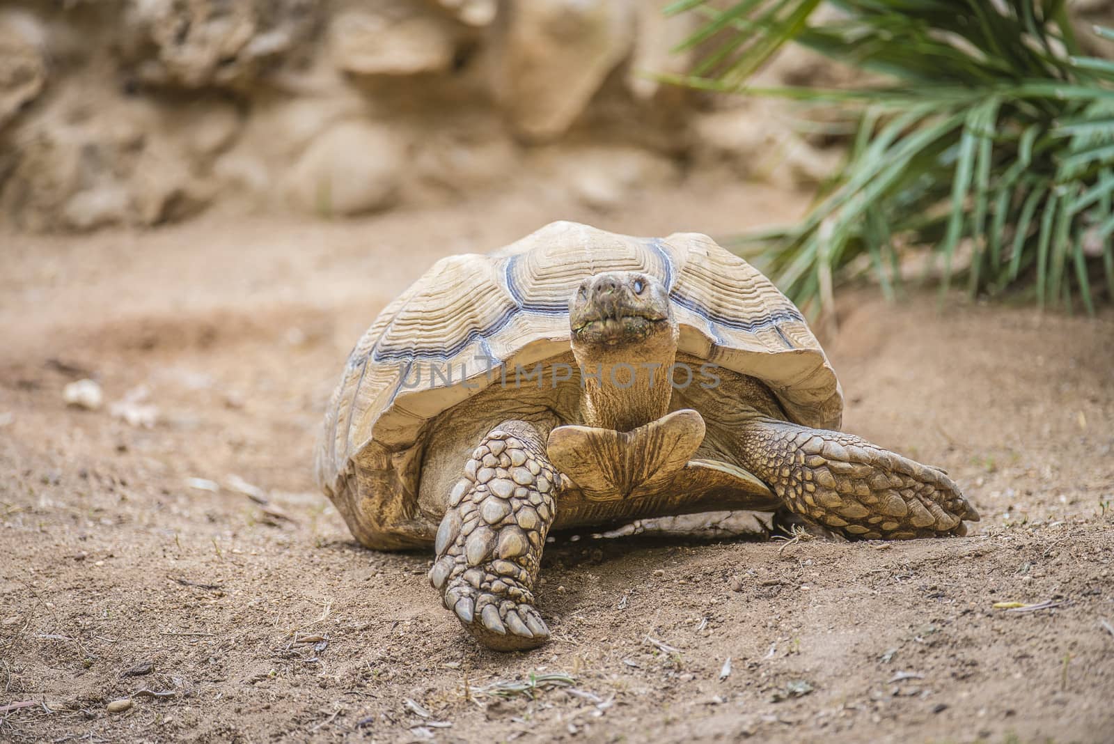 african spurred tortoise by steirus
