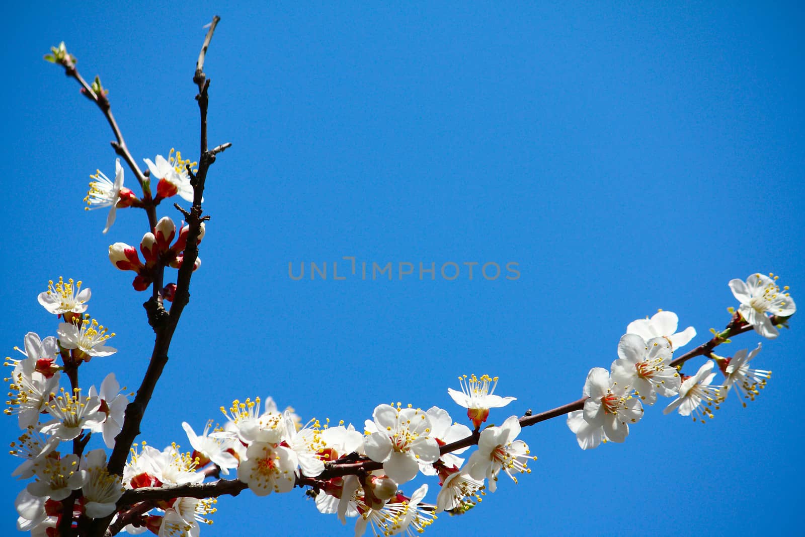 Branch with a whute flowering apricots with a sunlight