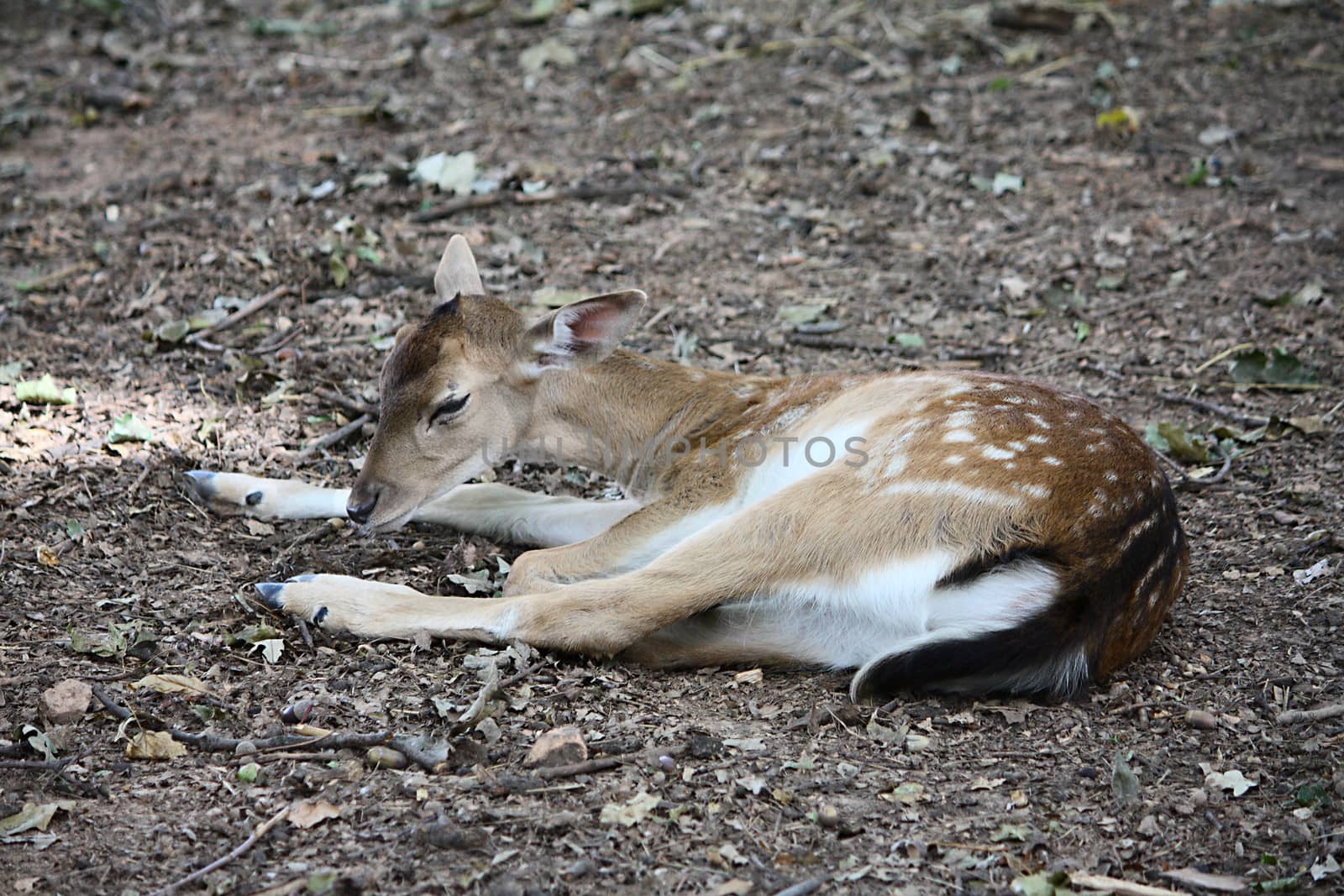 Little deer lying in the forest