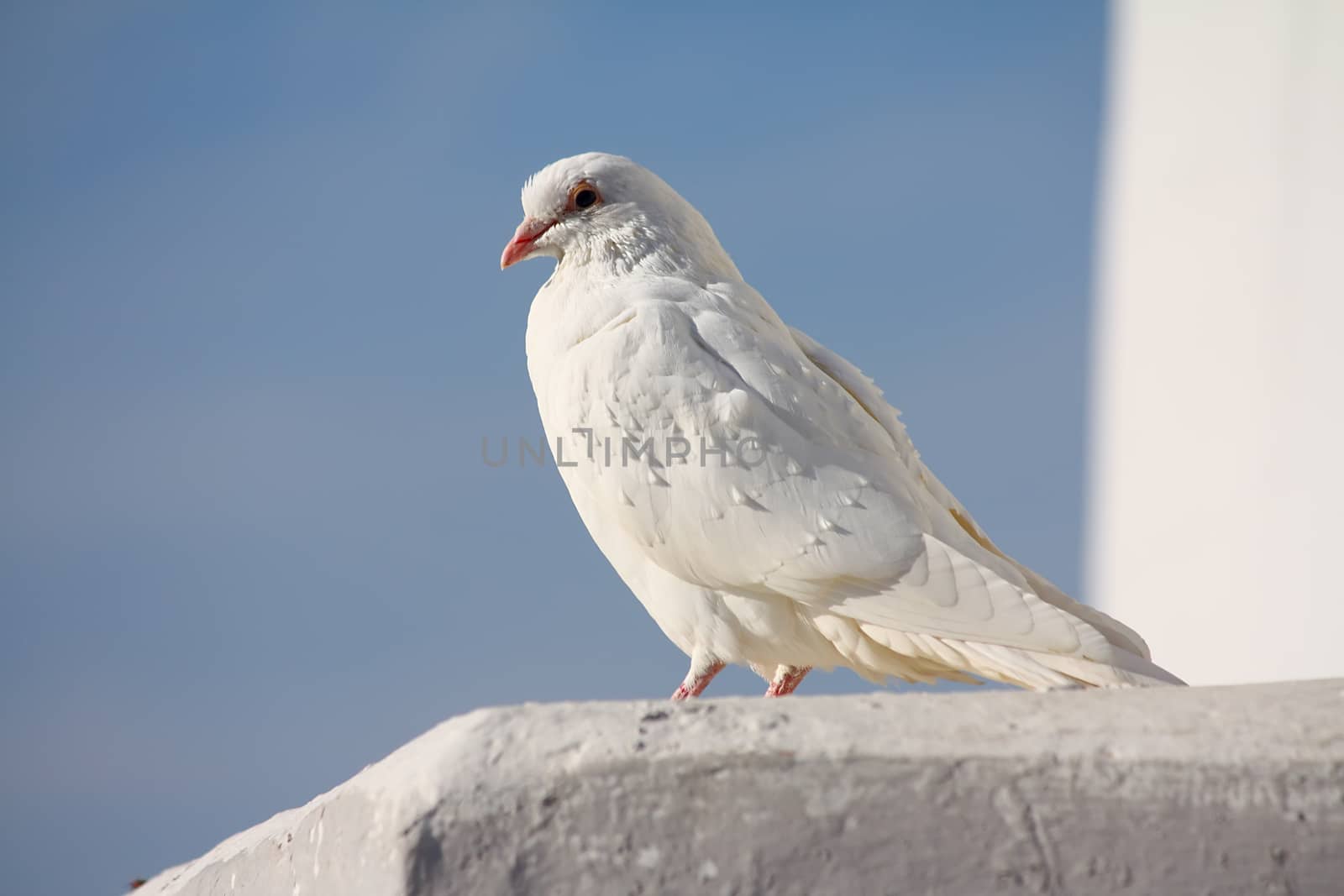 White dove sitting on the wall