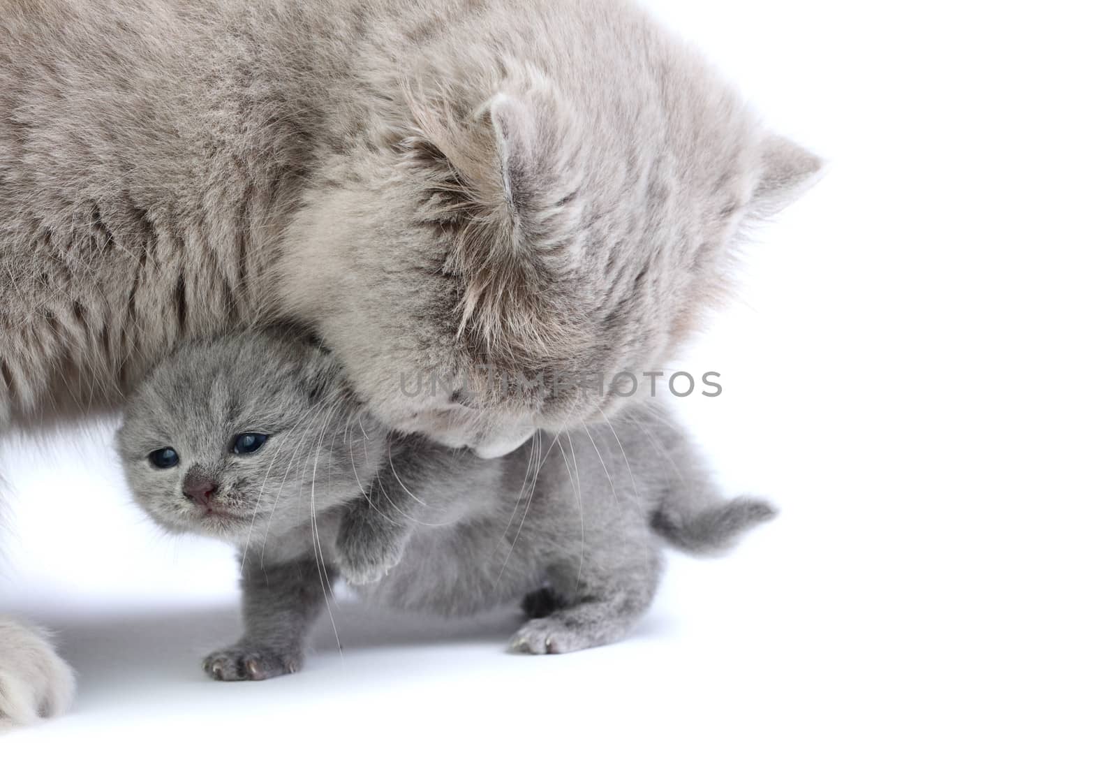 Little british kitten with his mother isolated on the white