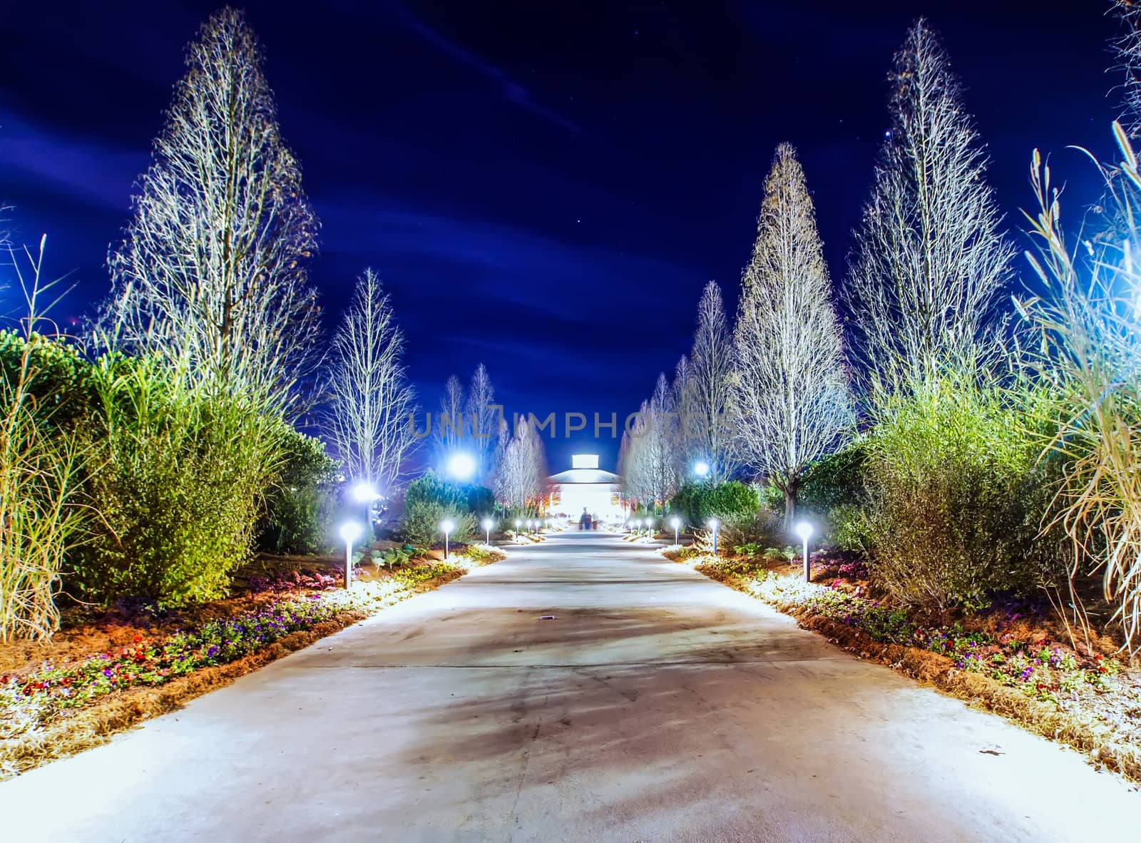 garden night scene at christmas time in the carolinas