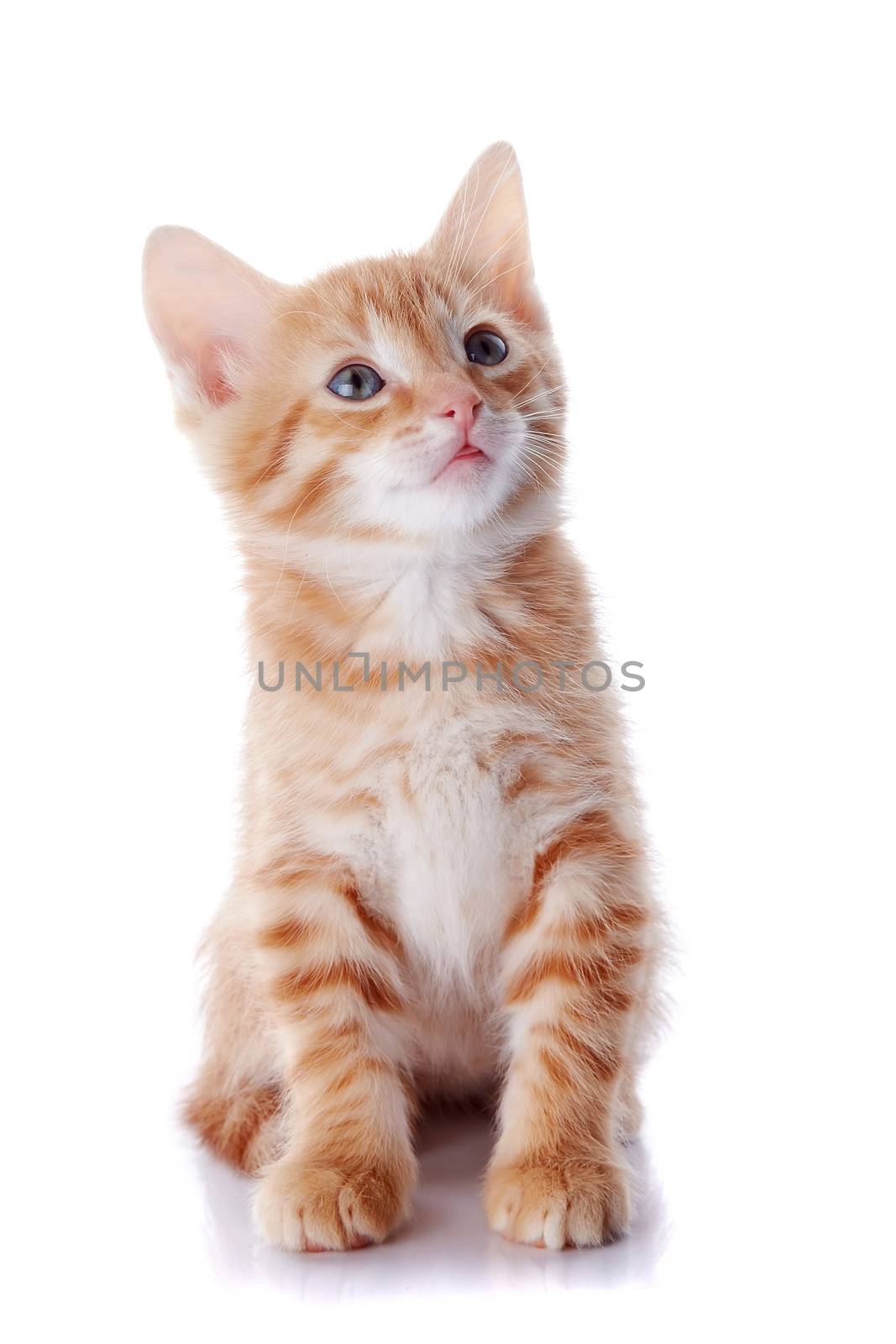 Red kitten. Sitting cat. Kitten on a white background. Red striped kitten. Small predator.