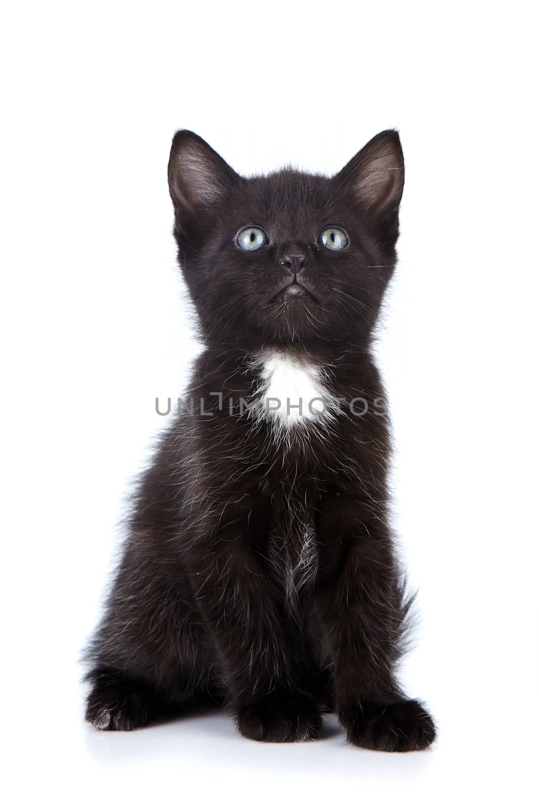 Black small kitten. Kitten on a white background. Small predator.