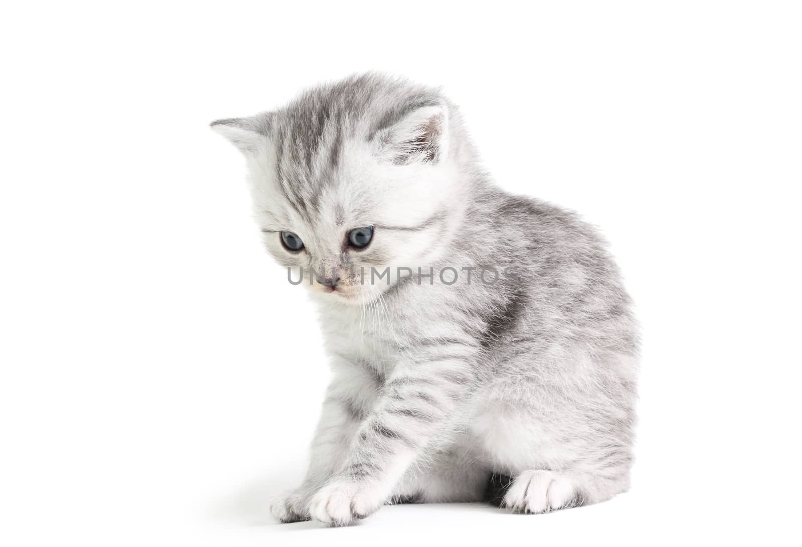 Little british kitten isolated on the white