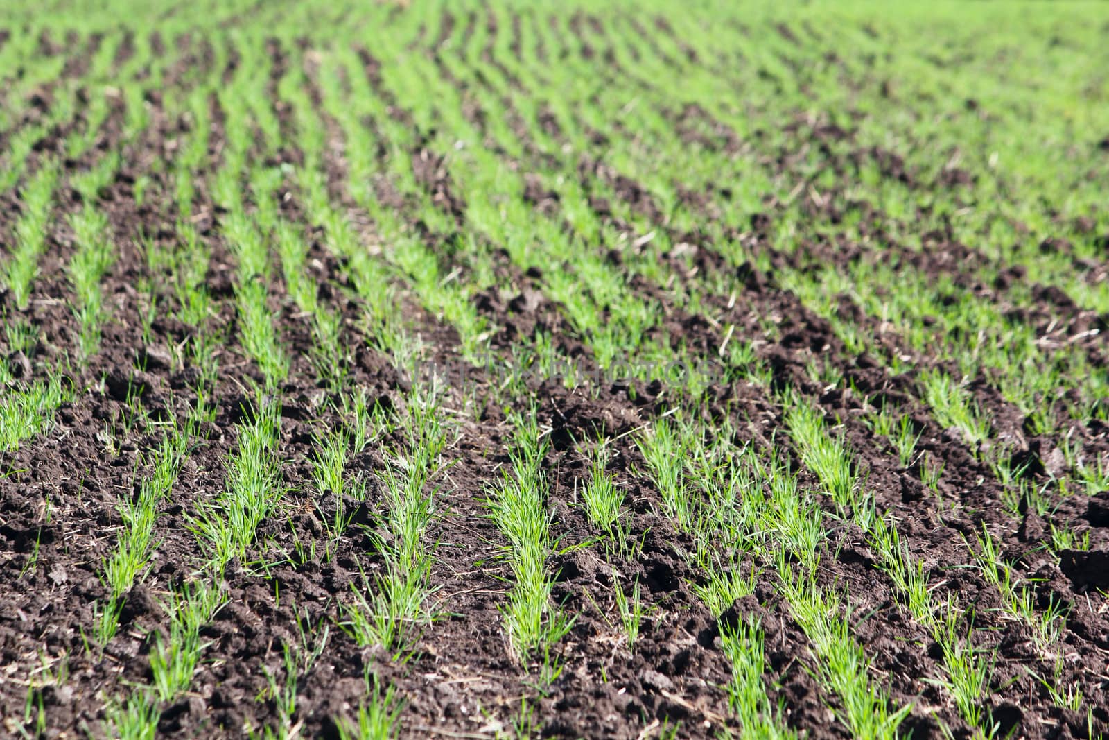 Field with a little green sprouts