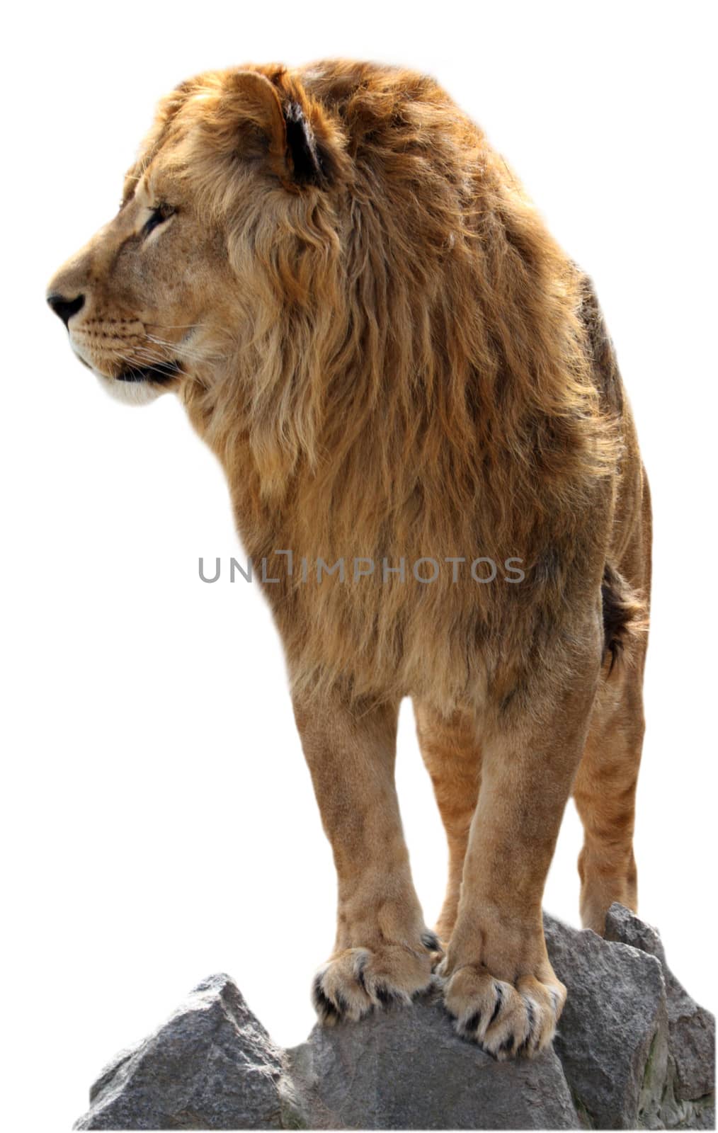 Lions on the stones isolated on a white