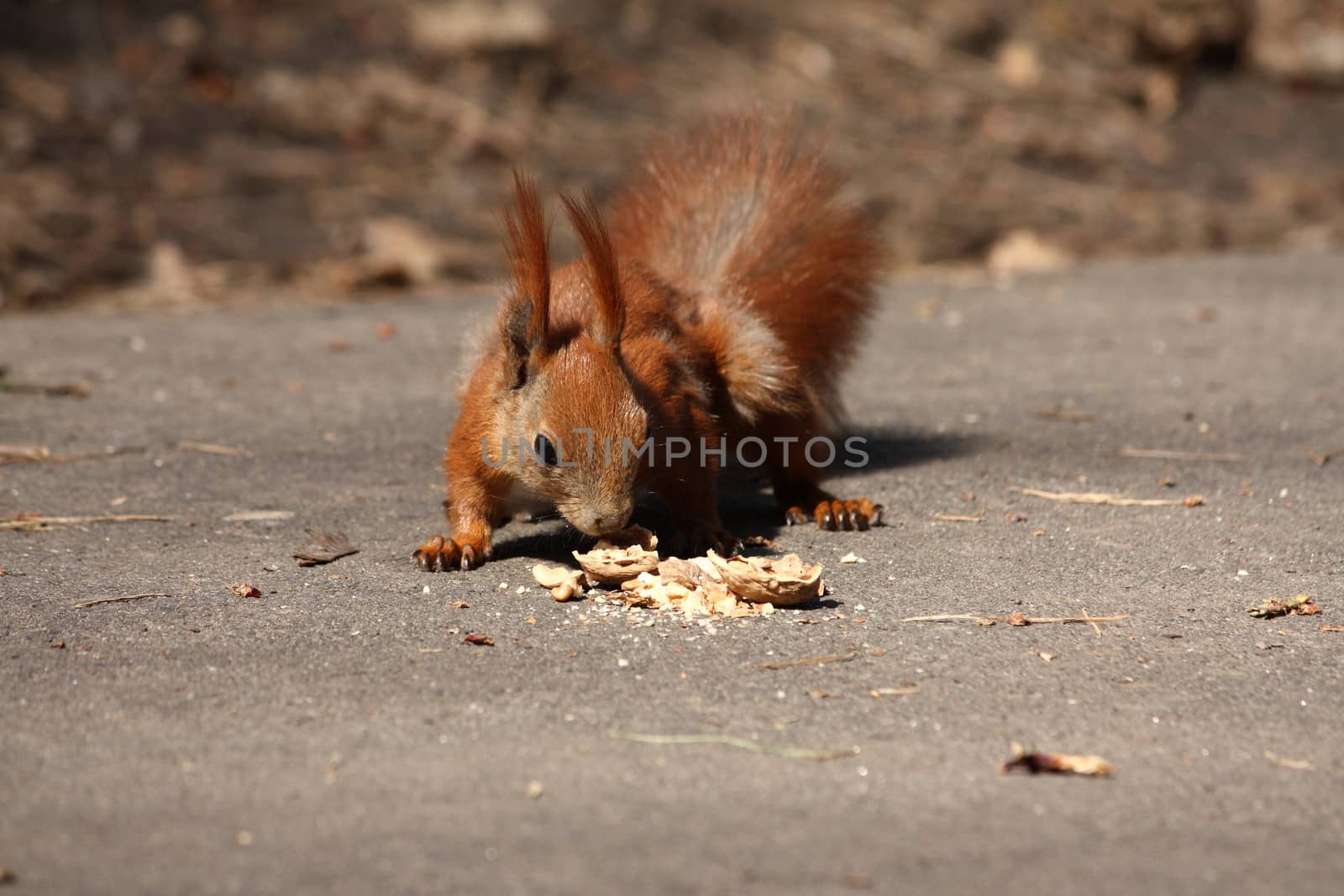 Small brown squirrel with nut by dedmorozz