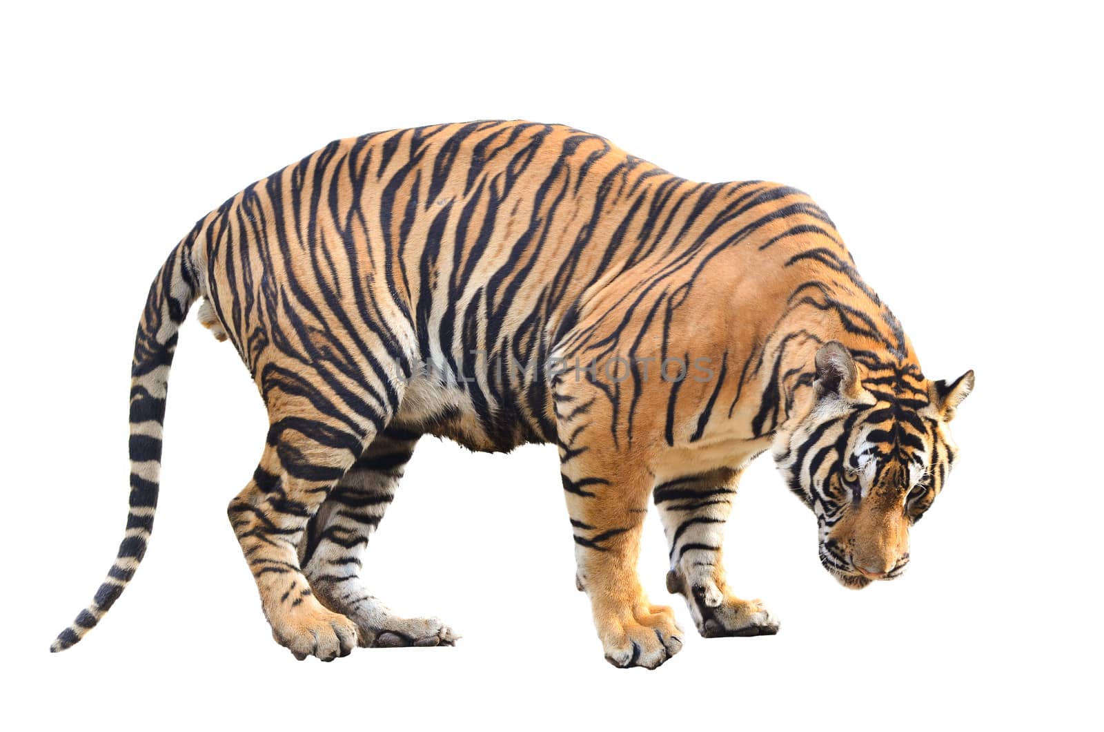 bengal tiger isolated on white background