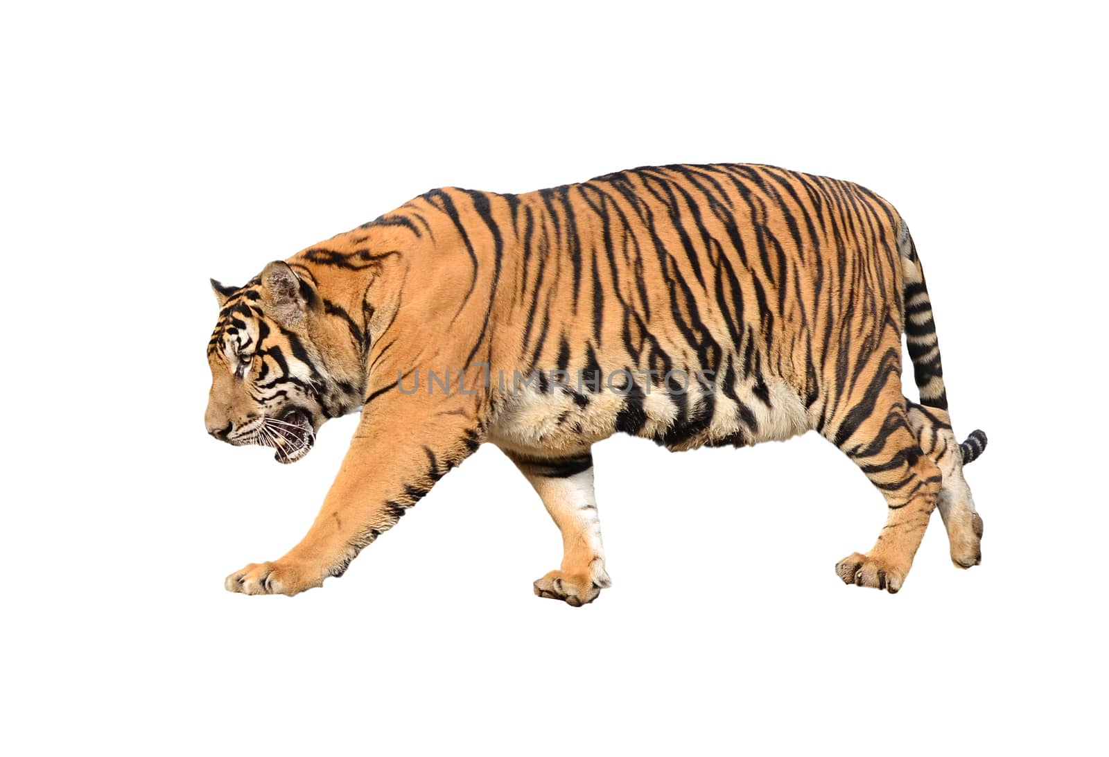 bengal tiger isolated on white background