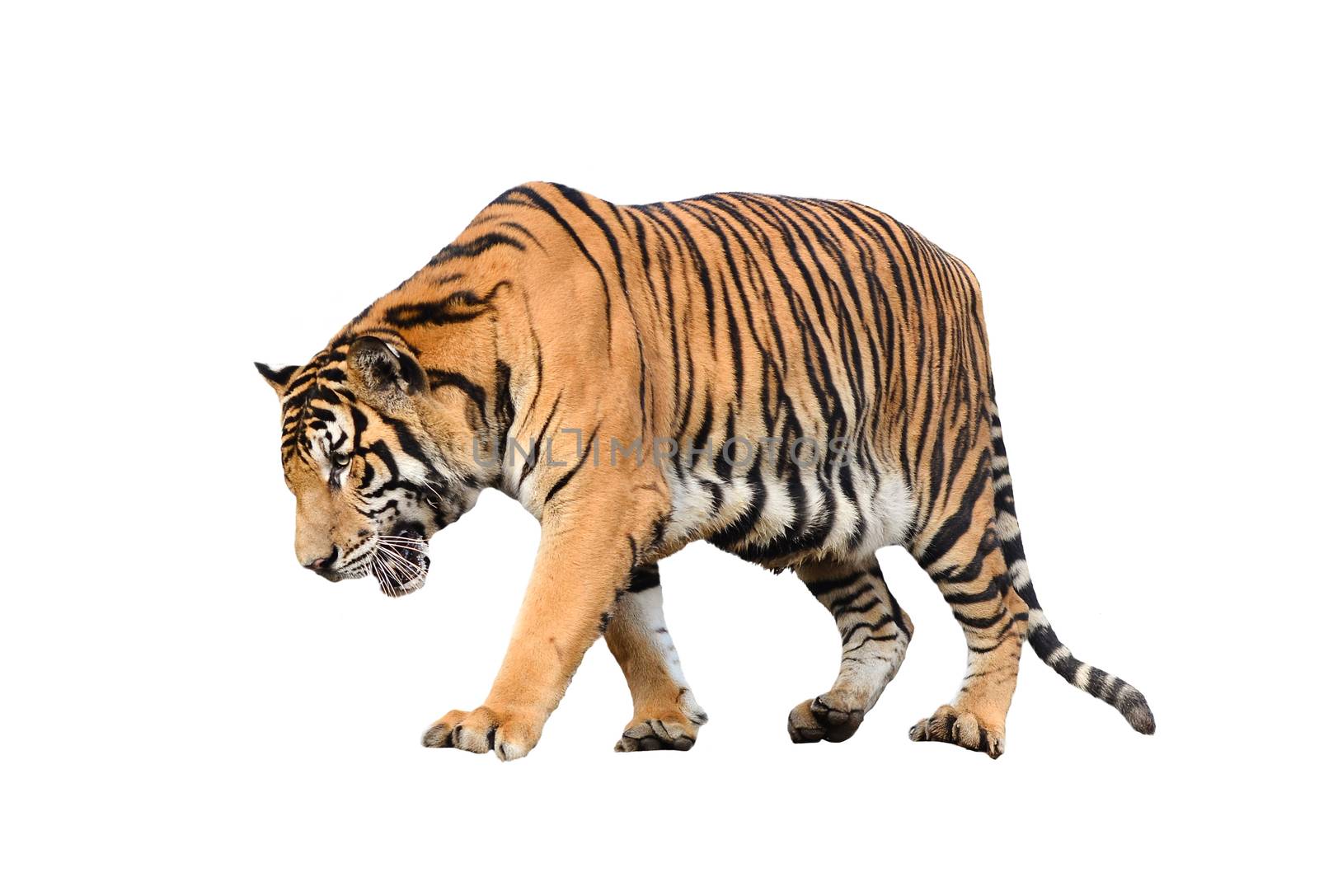 bengal tiger isolated on white background