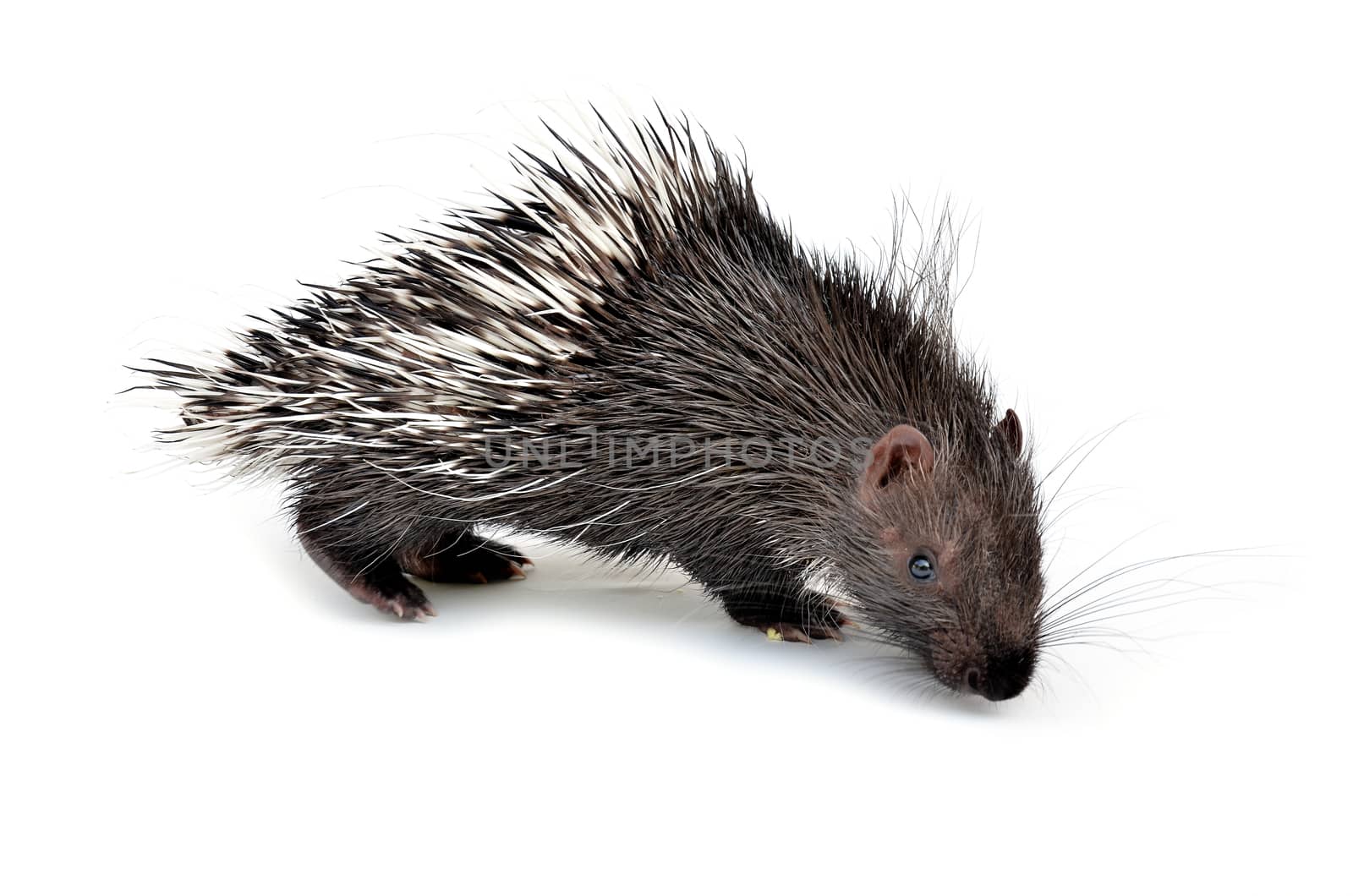 baby porcupine isolated on white background