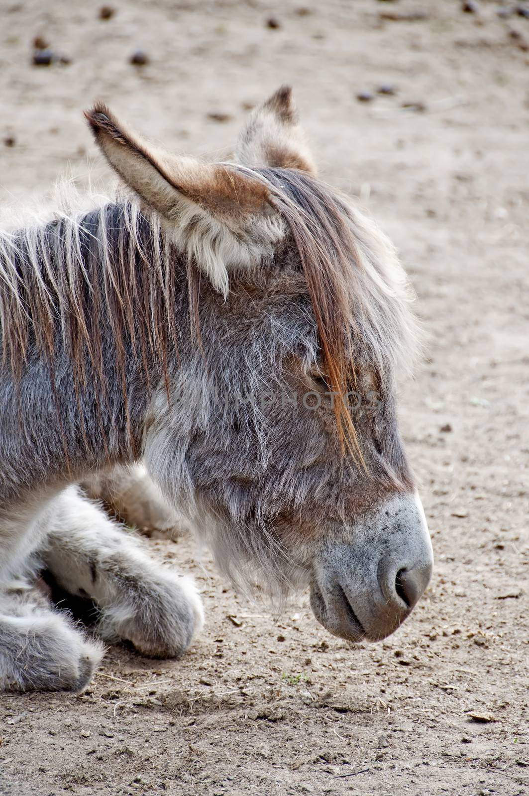 donkey by sssanchez