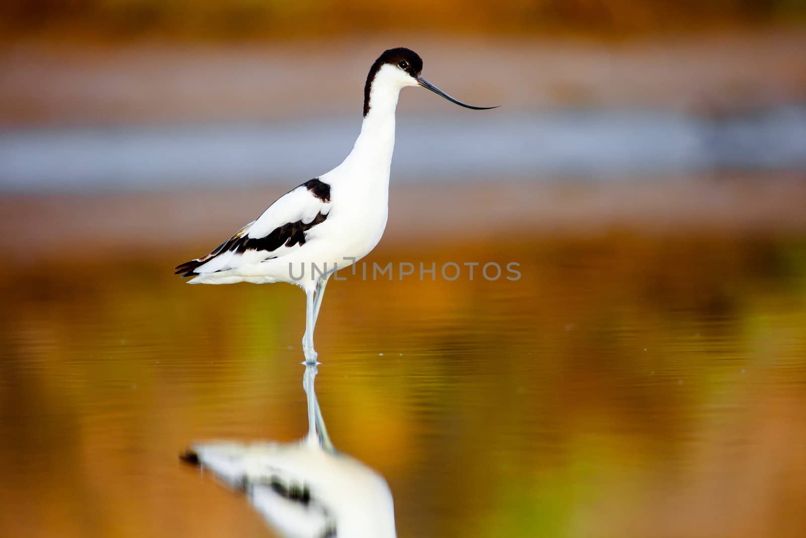 Beautiful pied avocet, Recurvirostra avosetta on the waters of the Bay of Cadiz