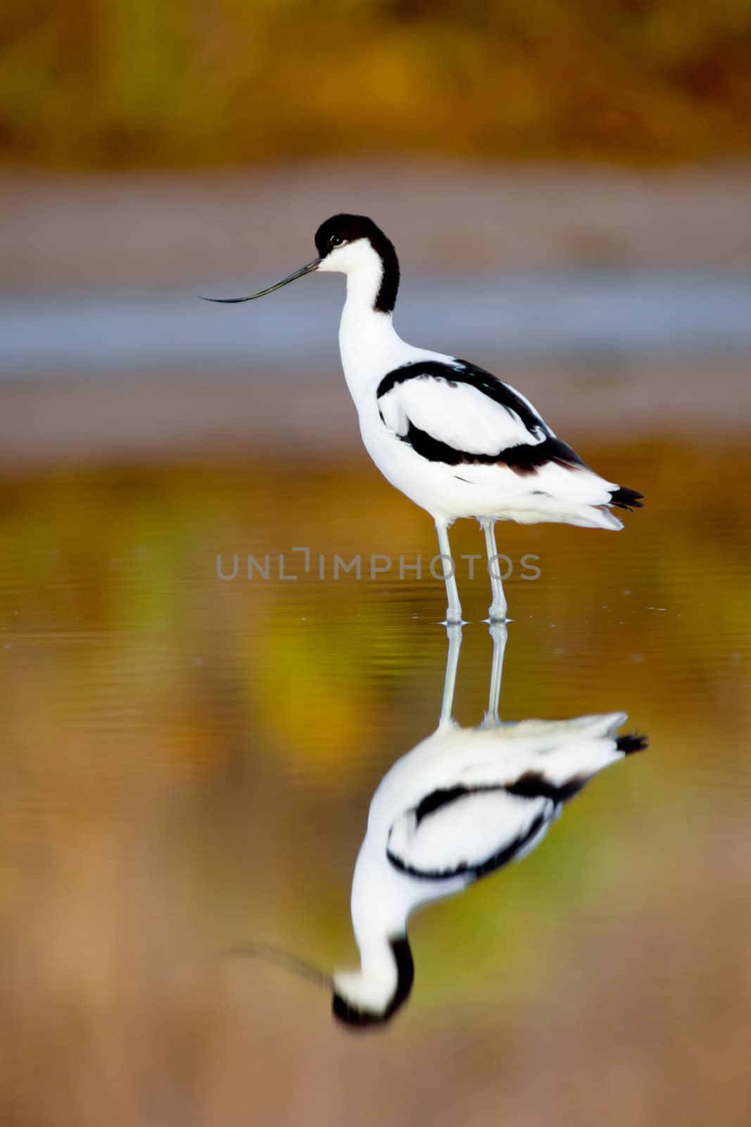 Beautiful pied avocet, Recurvirostra avosetta on the waters of the Bay of Cadiz