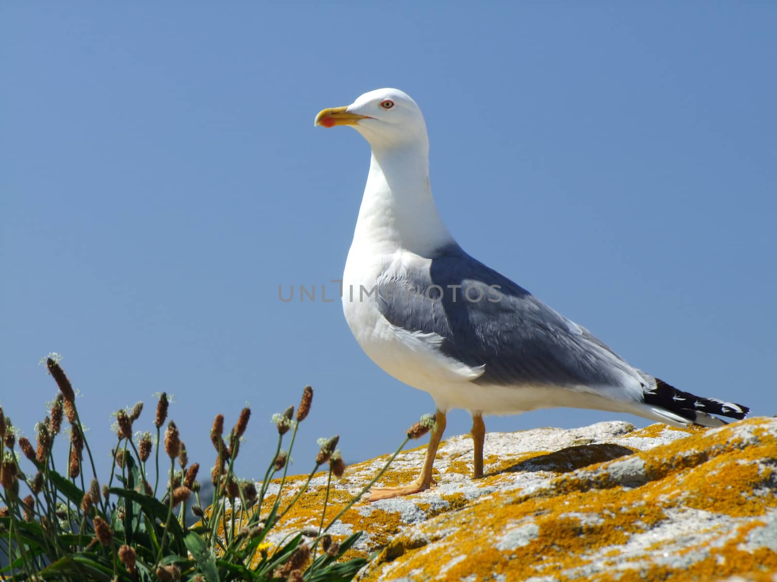 	Pigeon  white and gray on a rock on a blue background