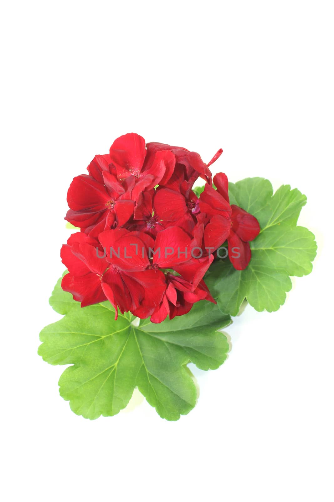 red Pelargonium with petals on a light background
