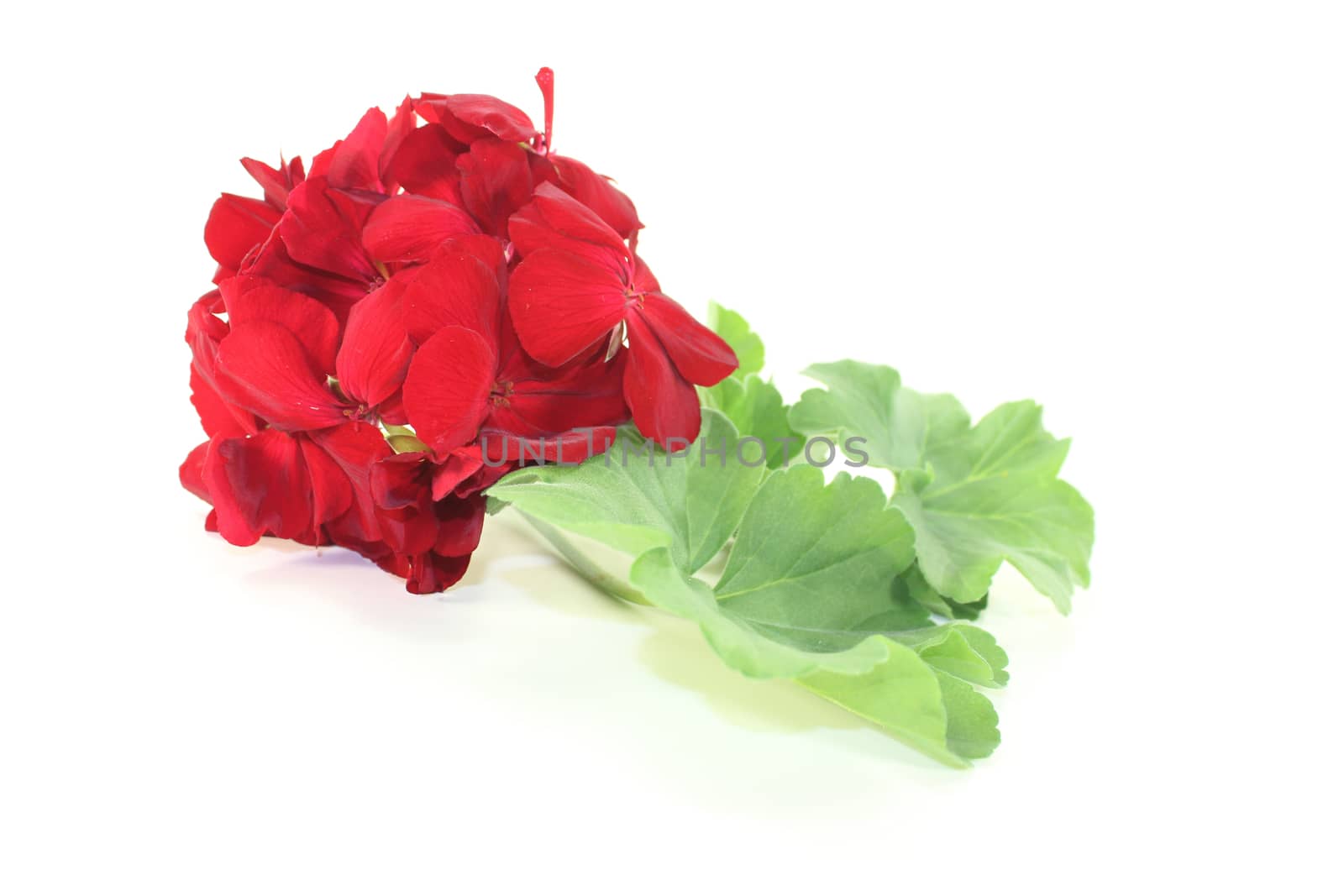 red Pelargonium with blossoms on a light background