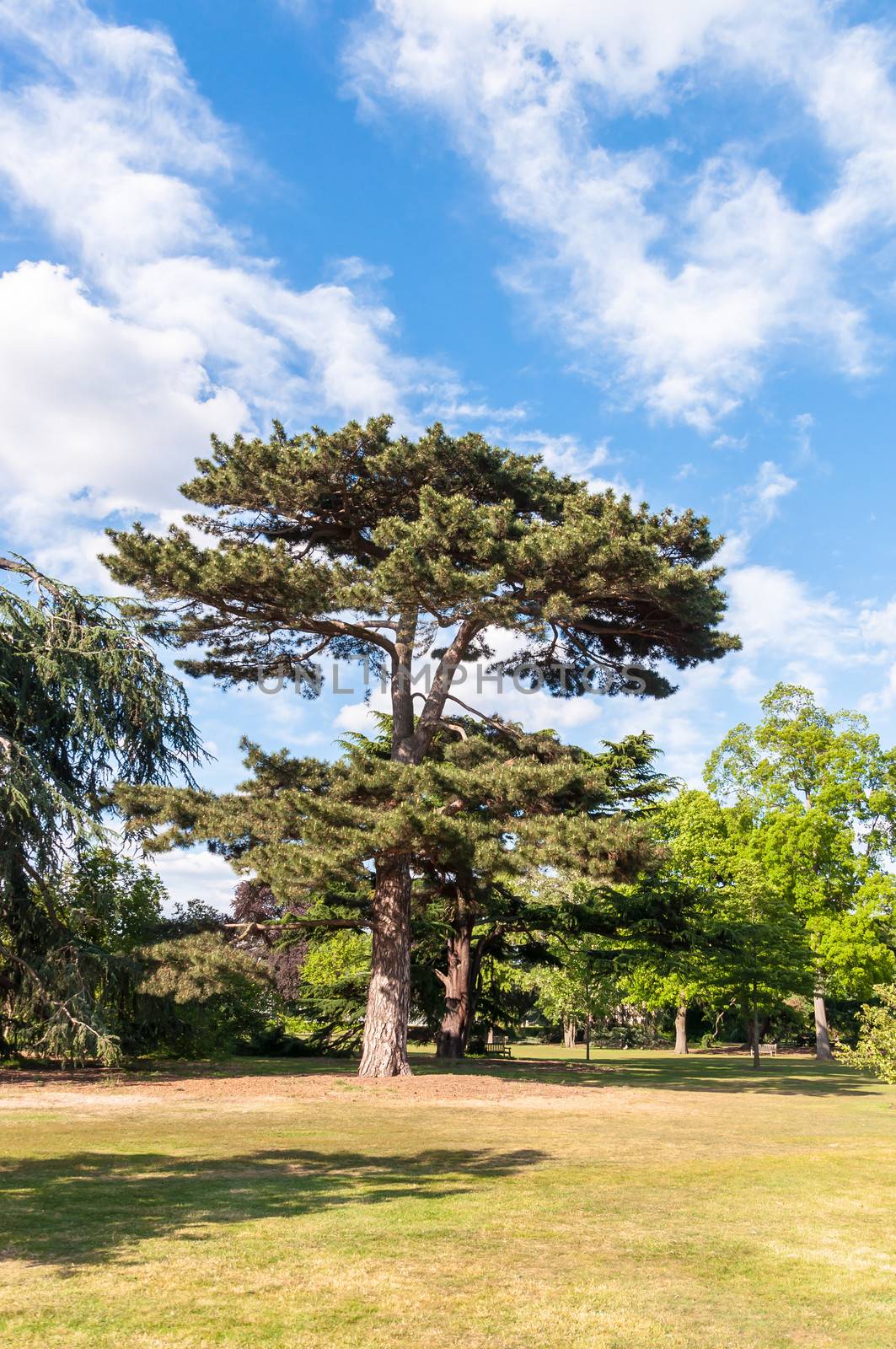 Tree in Kew Royal Botanical Gardens, London, England