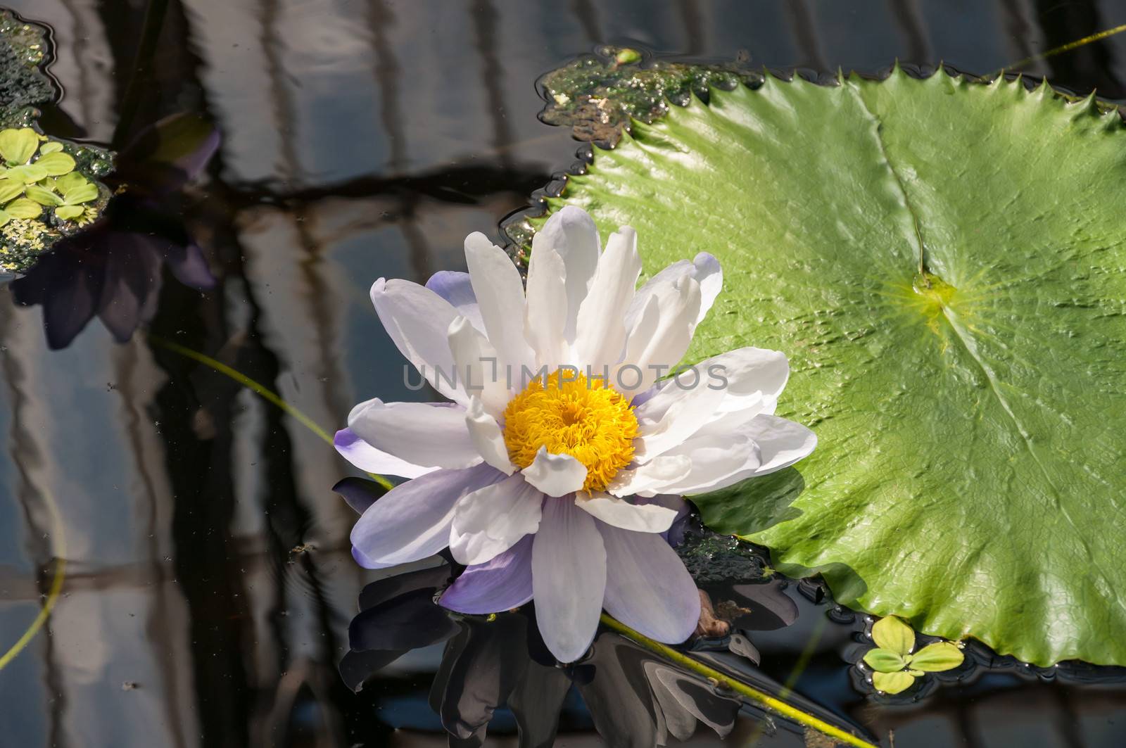 Detail view of water lilly in botanical gardens.