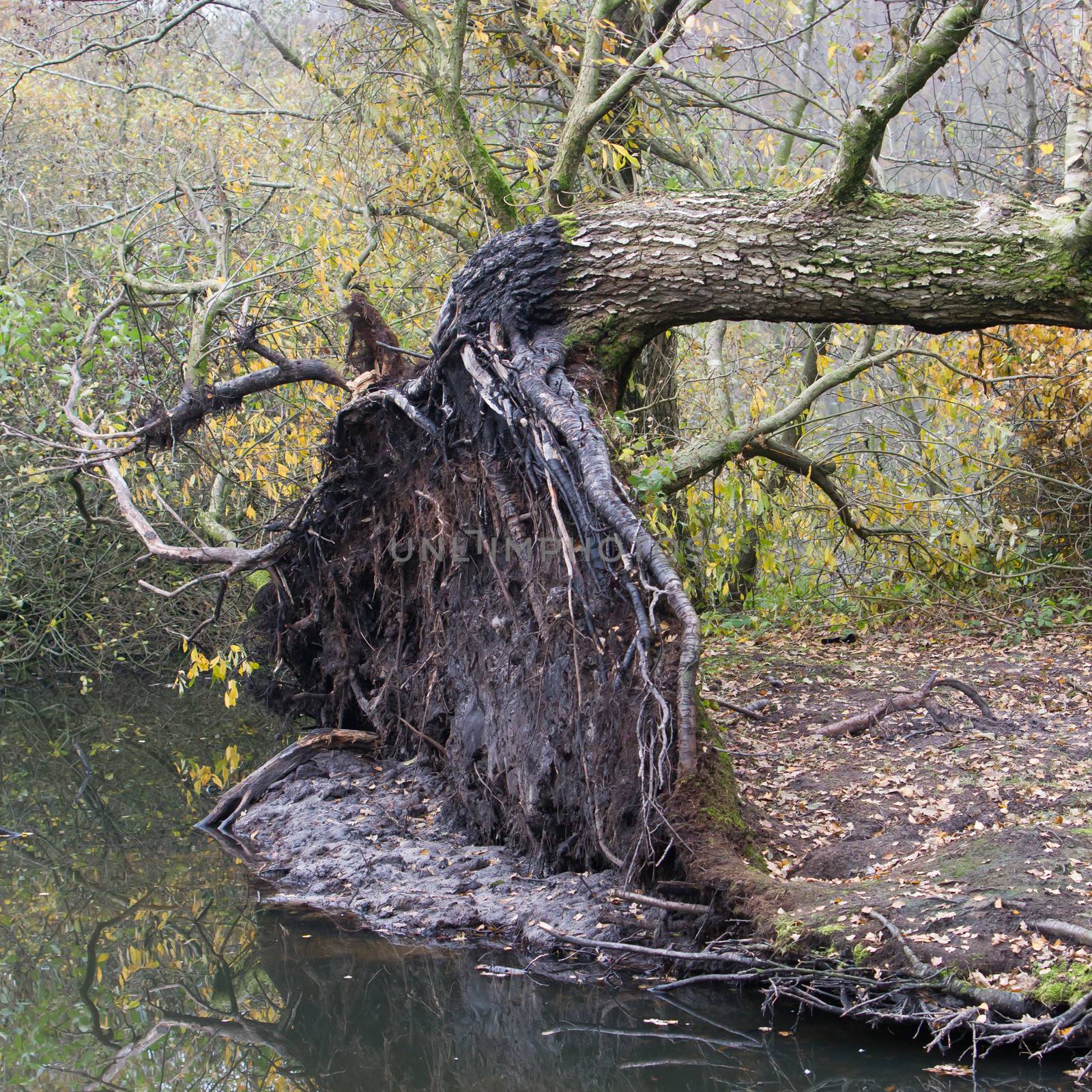 Fallen tree in a marsh, storm in Holland