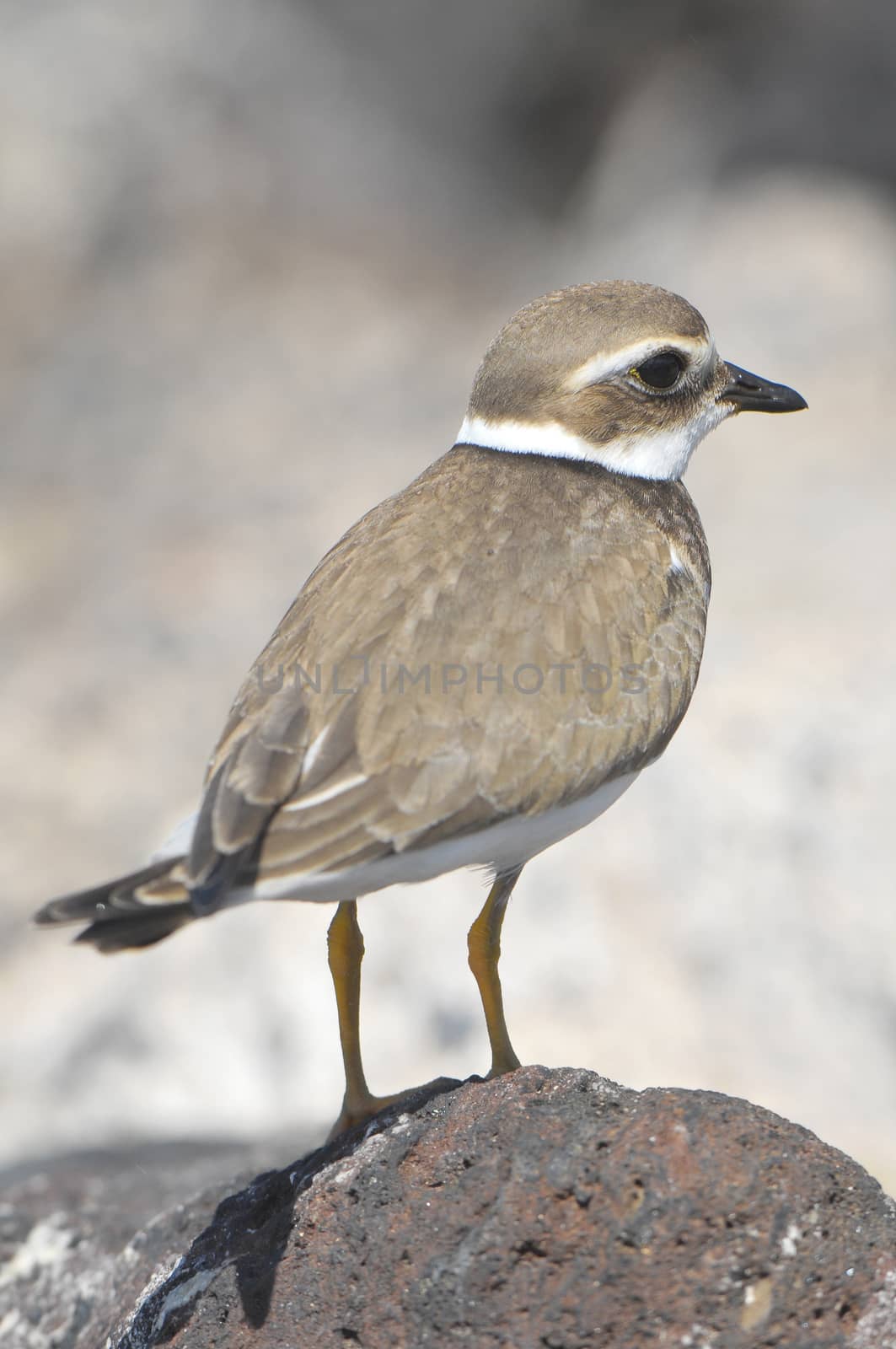 One Adult Kentish Plover Water Bird near a Rock Beach