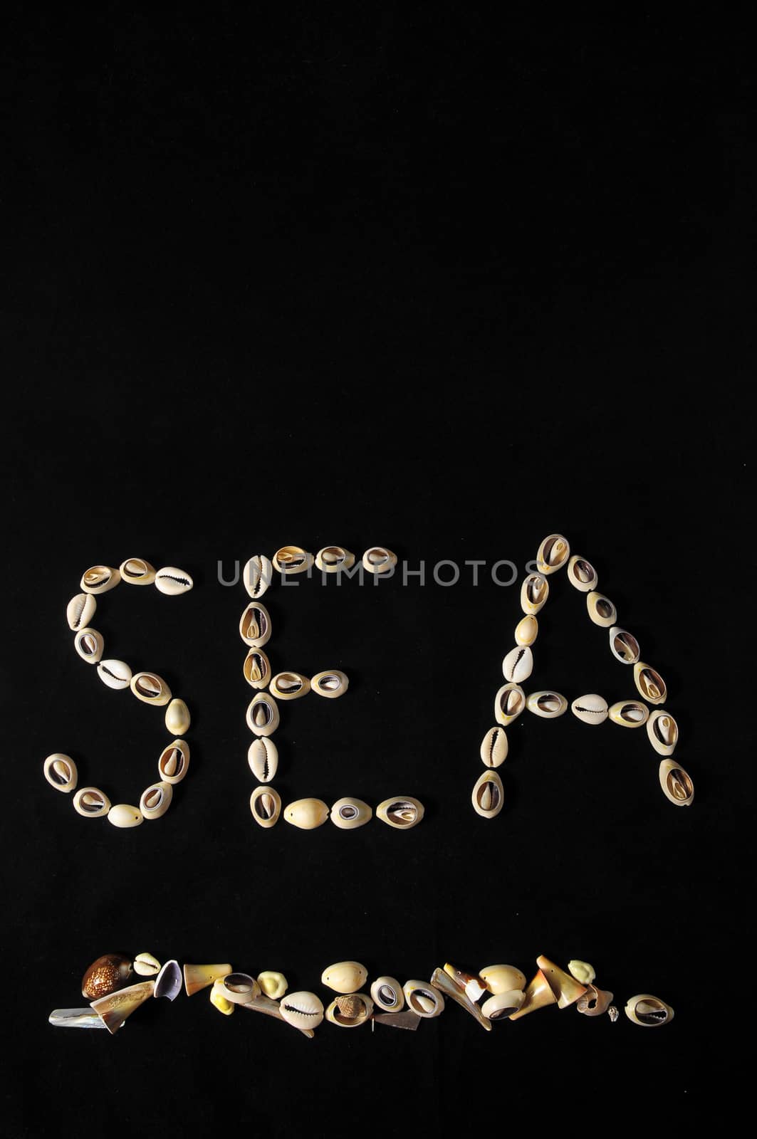 The Word Shell Made of Sea Shells and Black Background