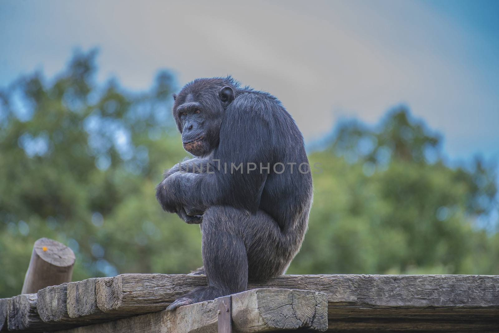Chimpanzee, primatart in the human ape family. Is the species which, together with the dwarf chimpanzee (also called the bonobo), shows the greatest similarity with humans. Photo is shot 27/07/2013.