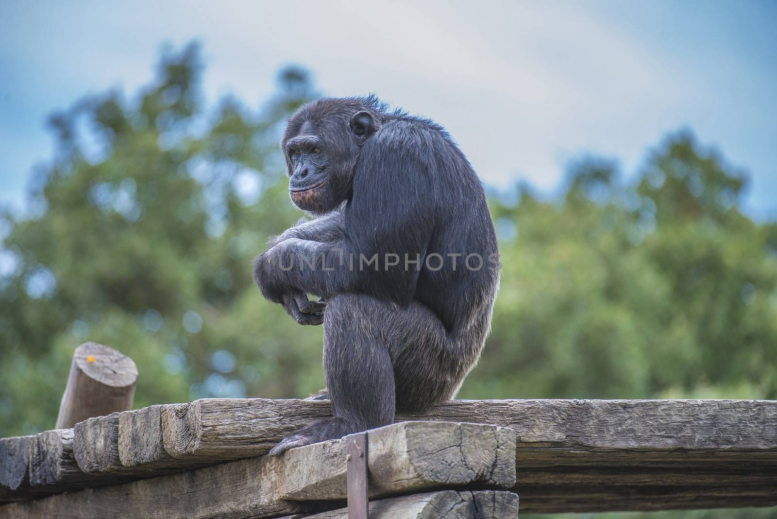 Chimpanzee, primatart in the human ape family. Is the species which, together with the dwarf chimpanzee (also called the bonobo), shows the greatest similarity with humans. Photo is shot 27/07/2013.