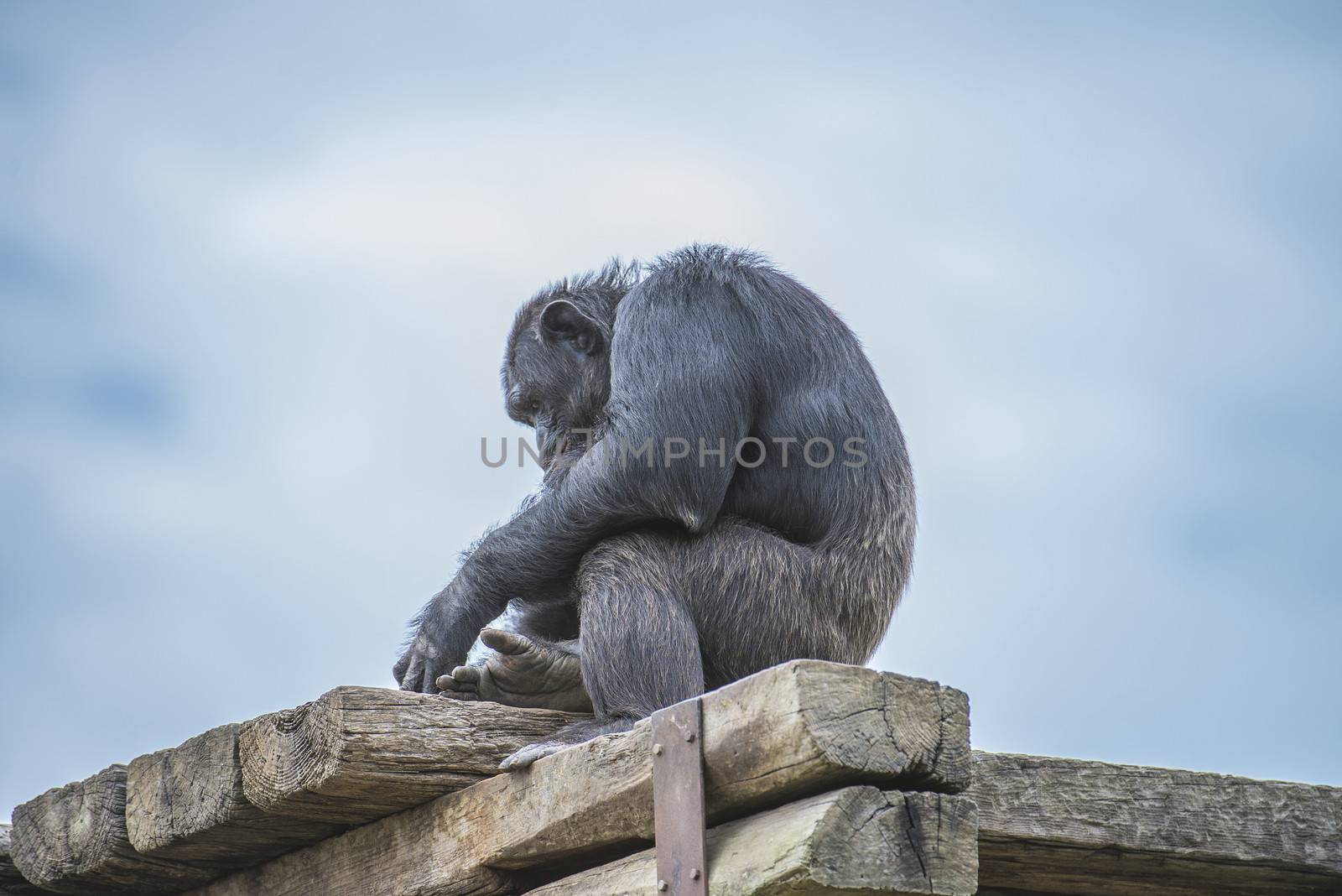 chimpanzee (Pan troglodytes) by steirus