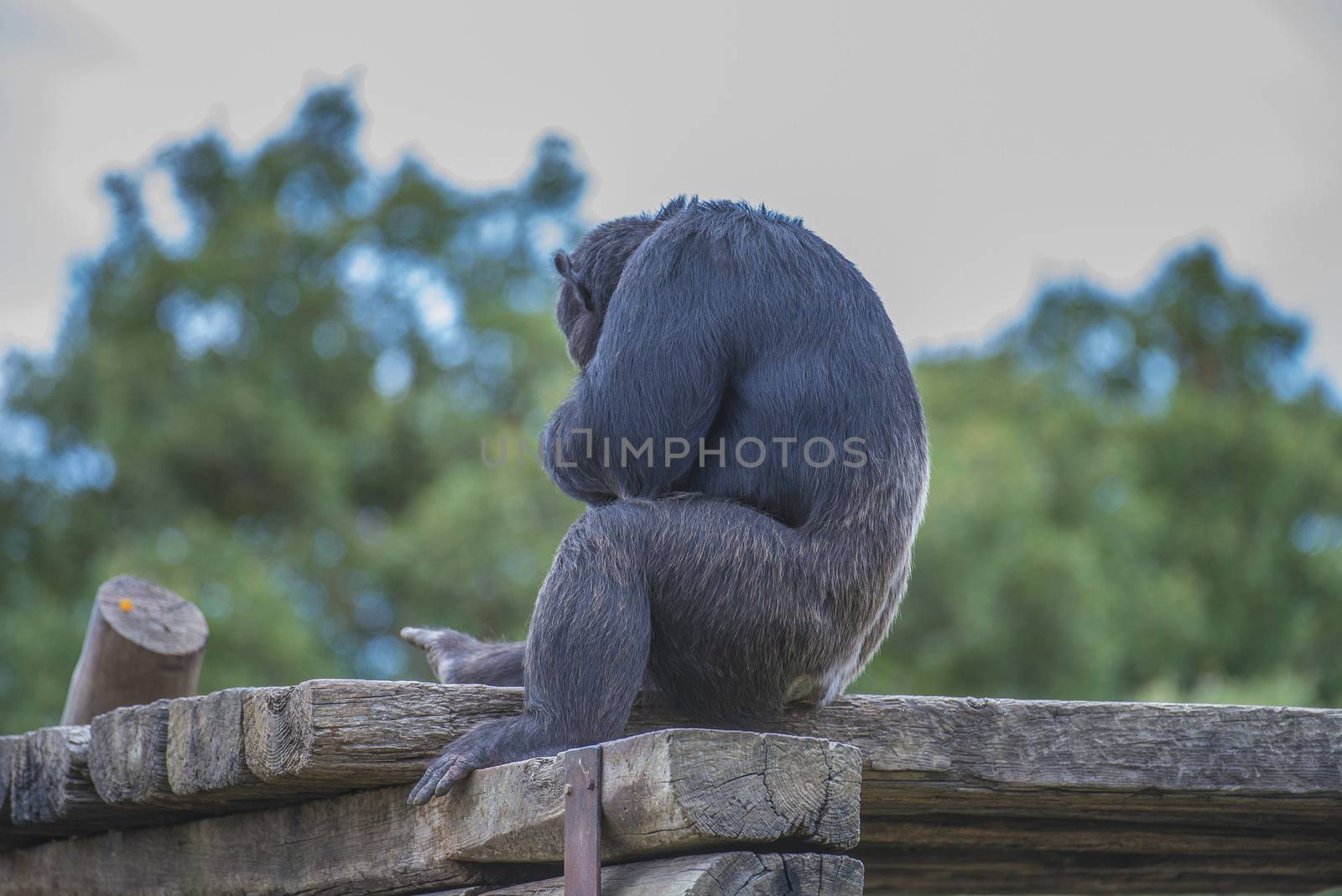 chimpanzee (Pan troglodytes) by steirus