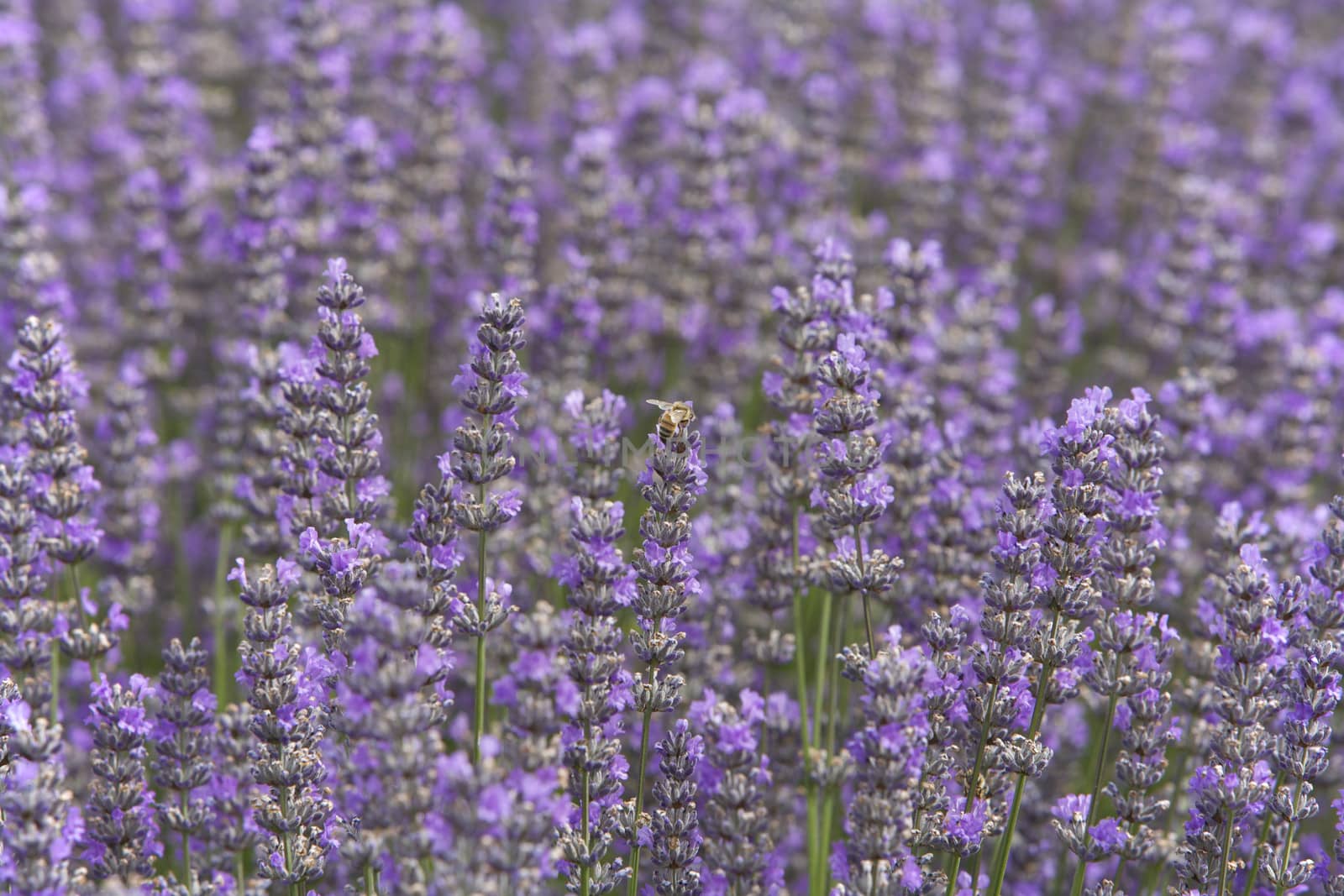 Lavender farm with bees by instinia