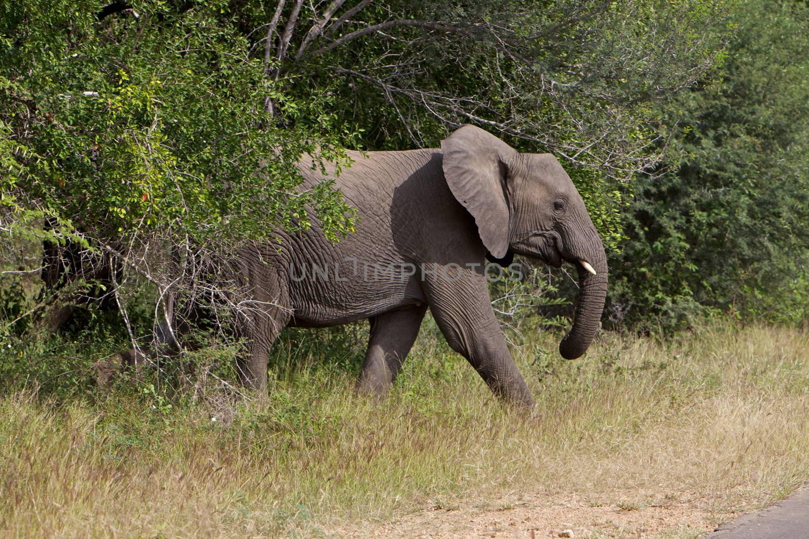 Side Profile of an African Elephant Crossing the Road