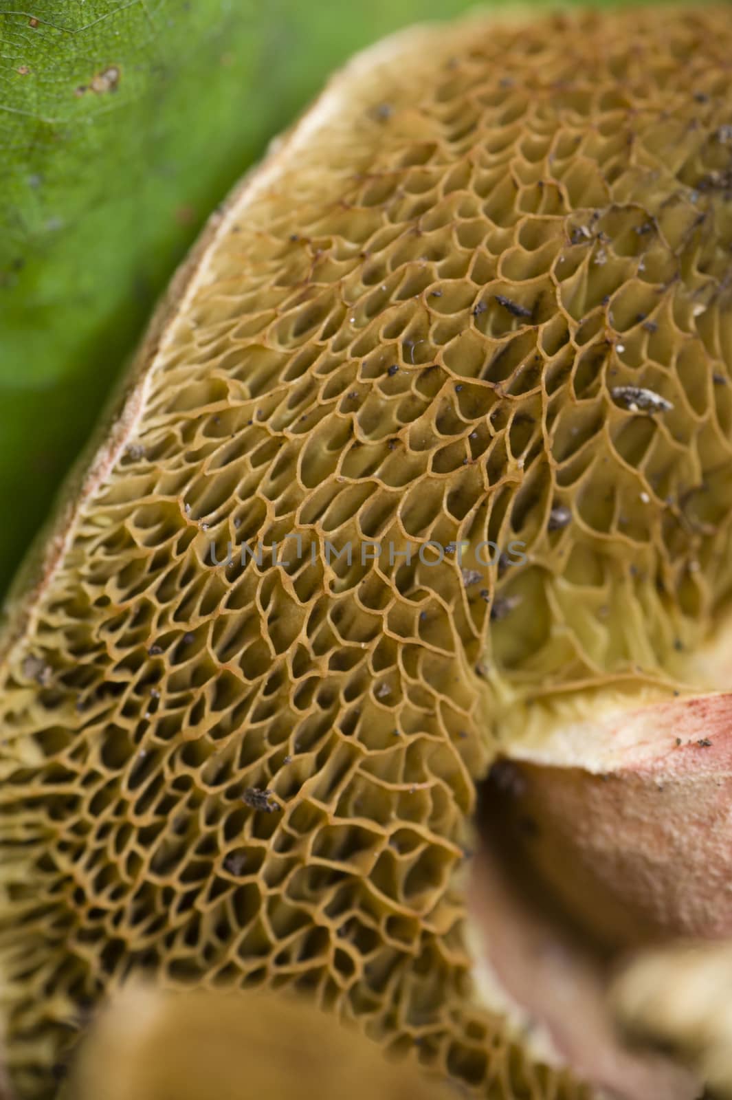Sponge like gills under mushroom cap
