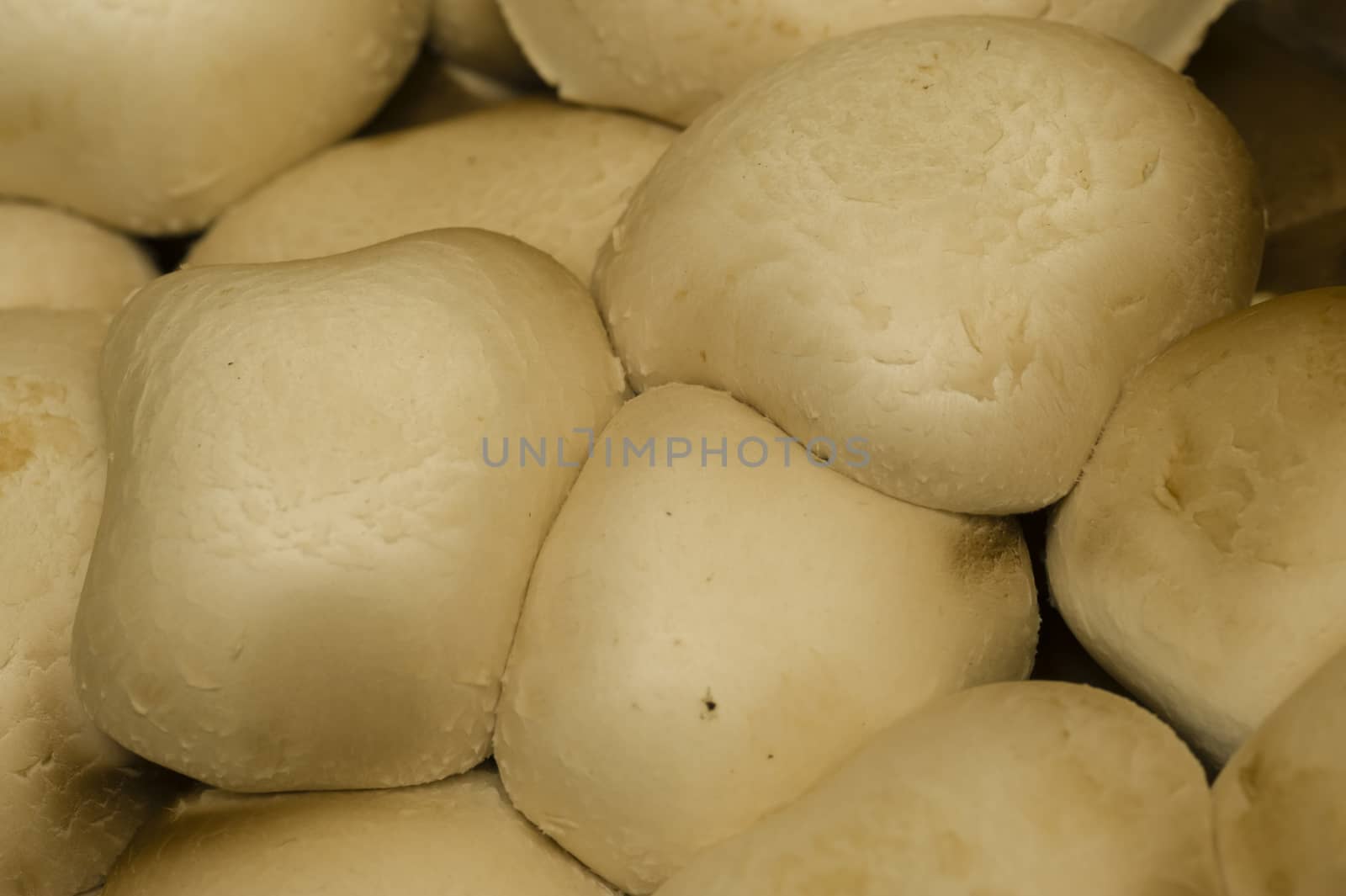 Artificial cultivation of edible white mushrooms