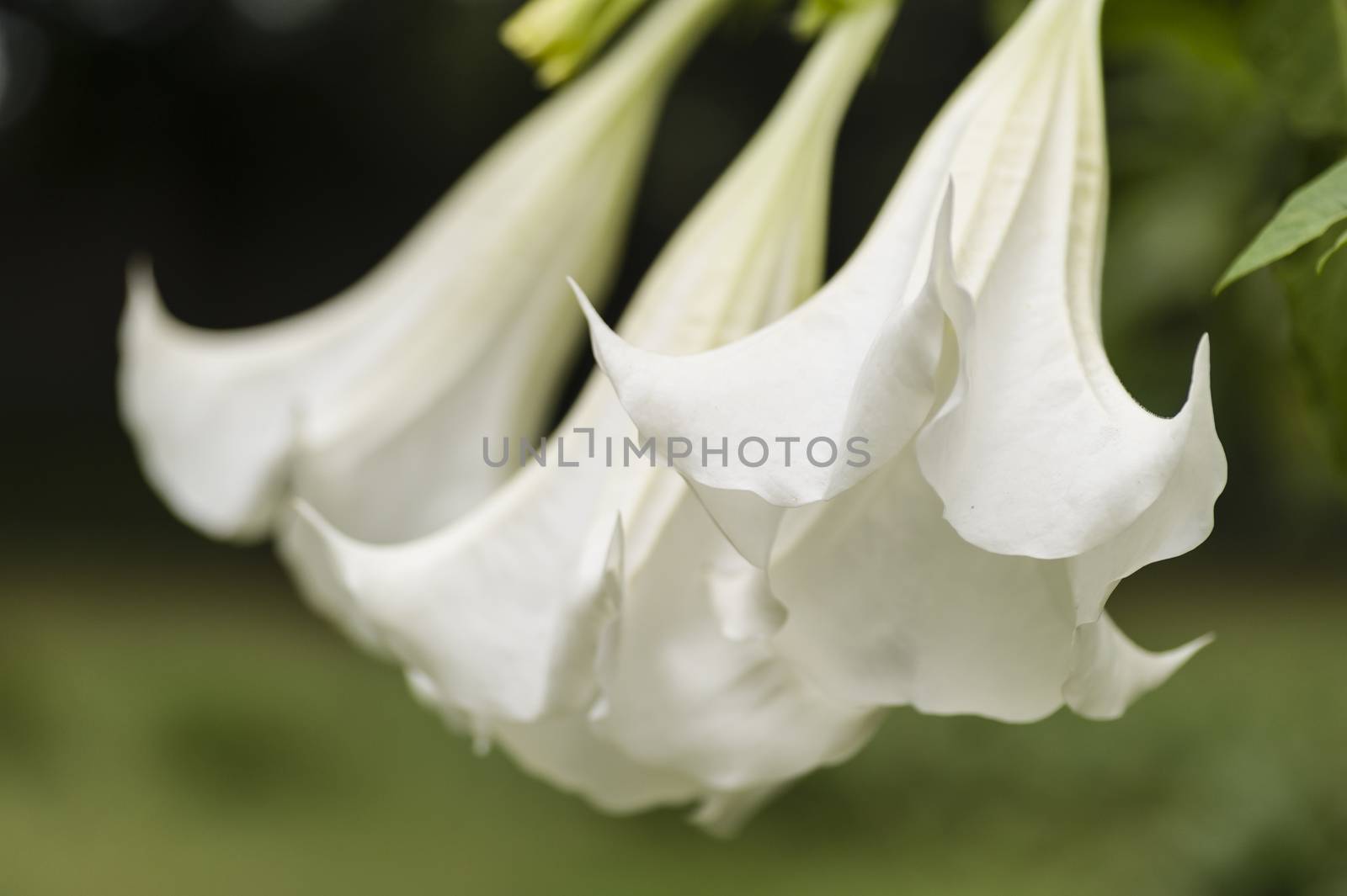 Angel trumpet flower in full bloom, Datura