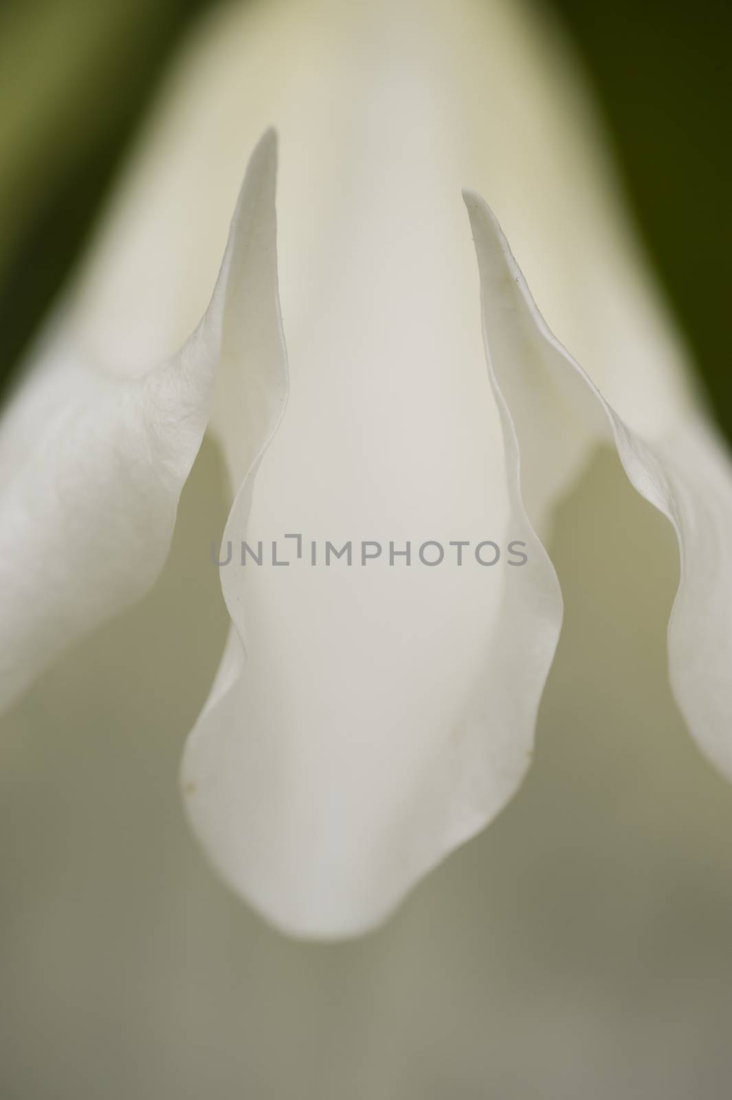 Angel trumpet flower in full bloom, Datura