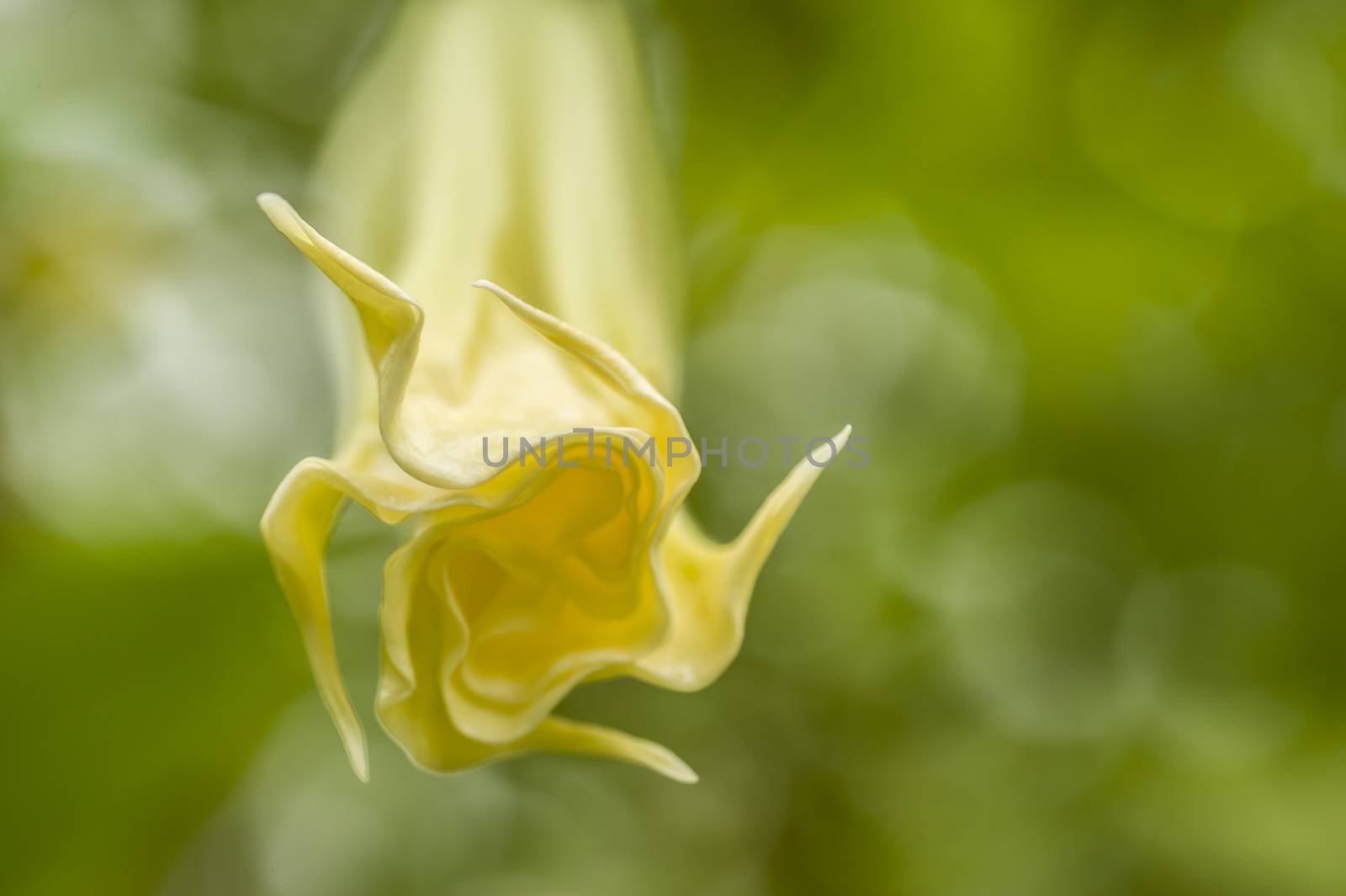 Angel trumpet flower in full bloom, Datura