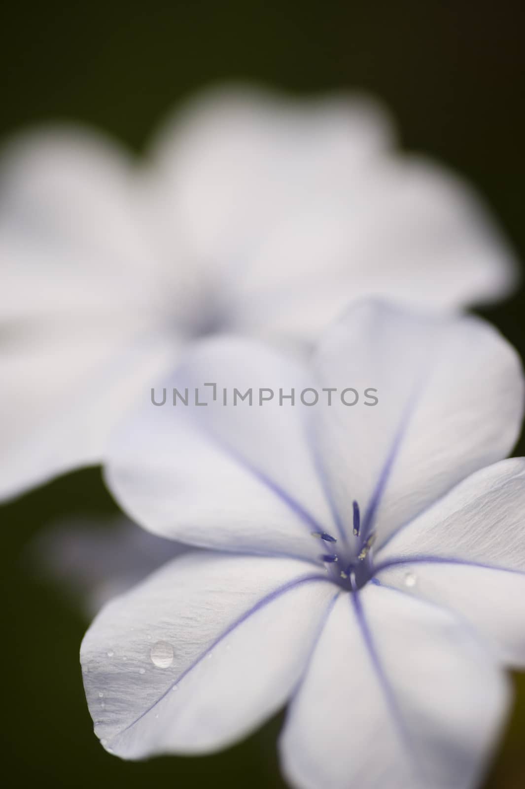 Plumbago auriculata, blue plumbago, Cape plumbago or Cape leadwort flower detail