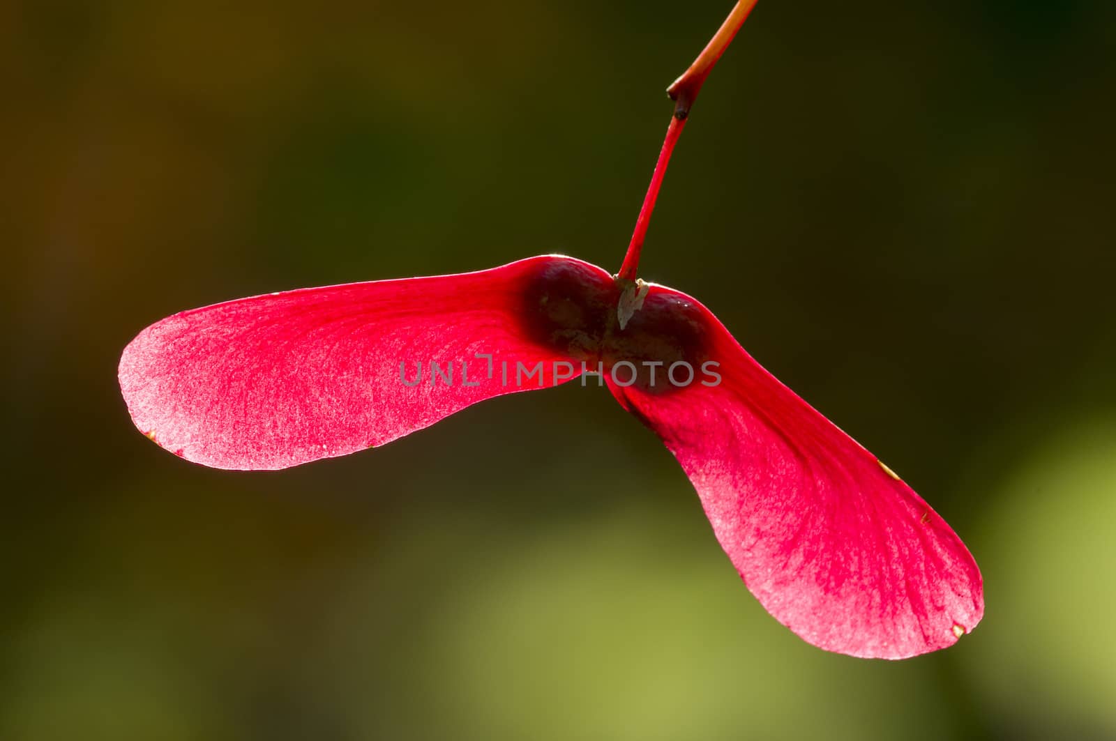 Winged seed of maple tree in autumn