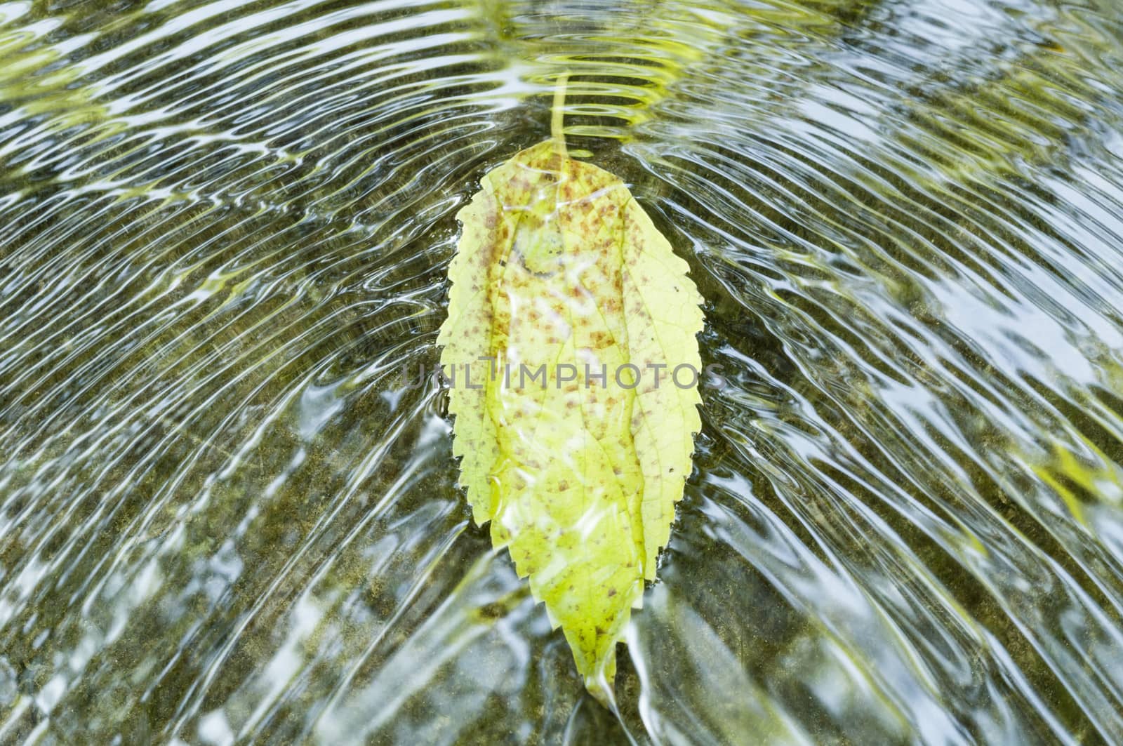 Fallen leaf on flowing water with ripples