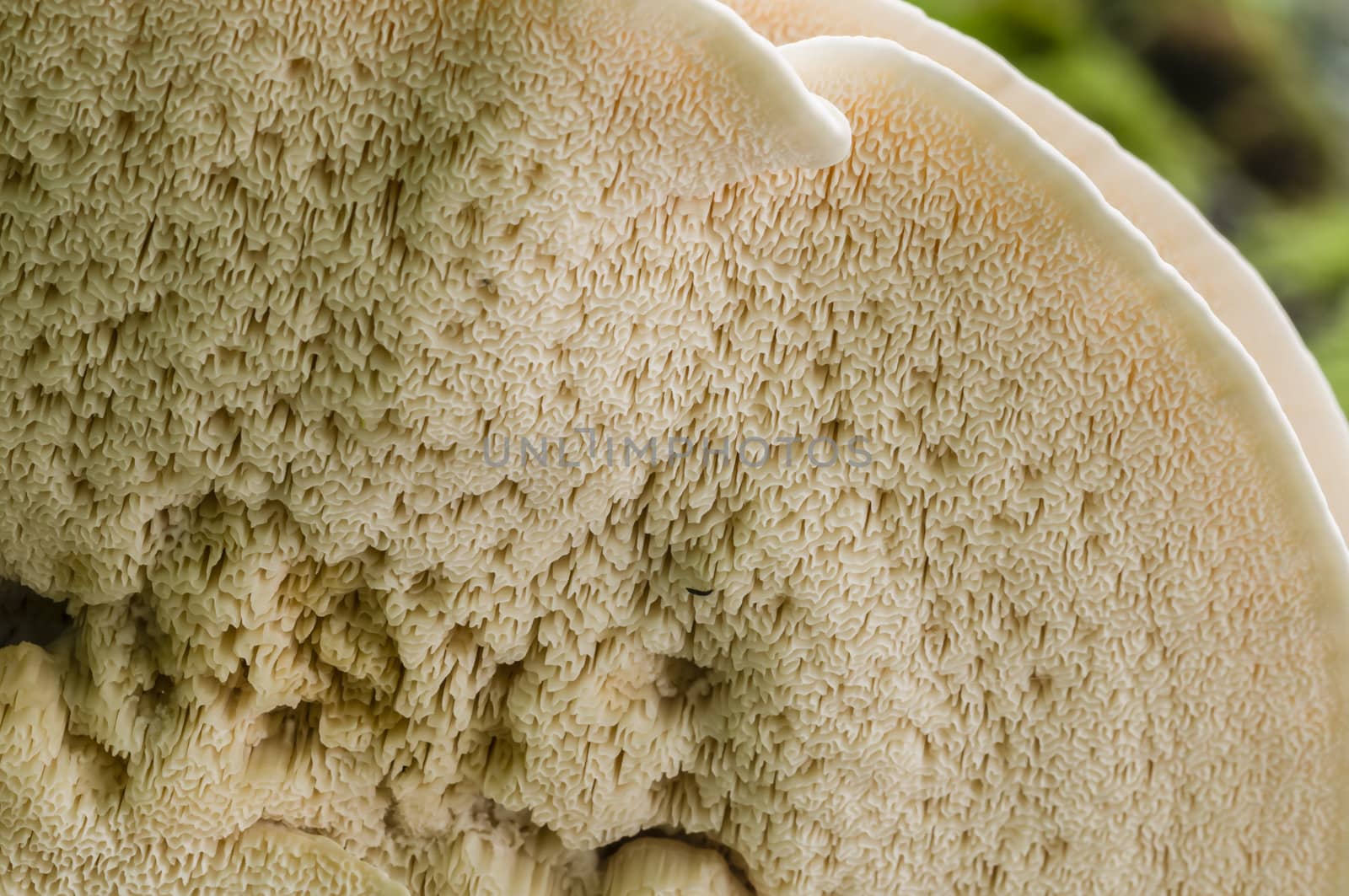 Underside of roof mushroom with sponge-like tissue