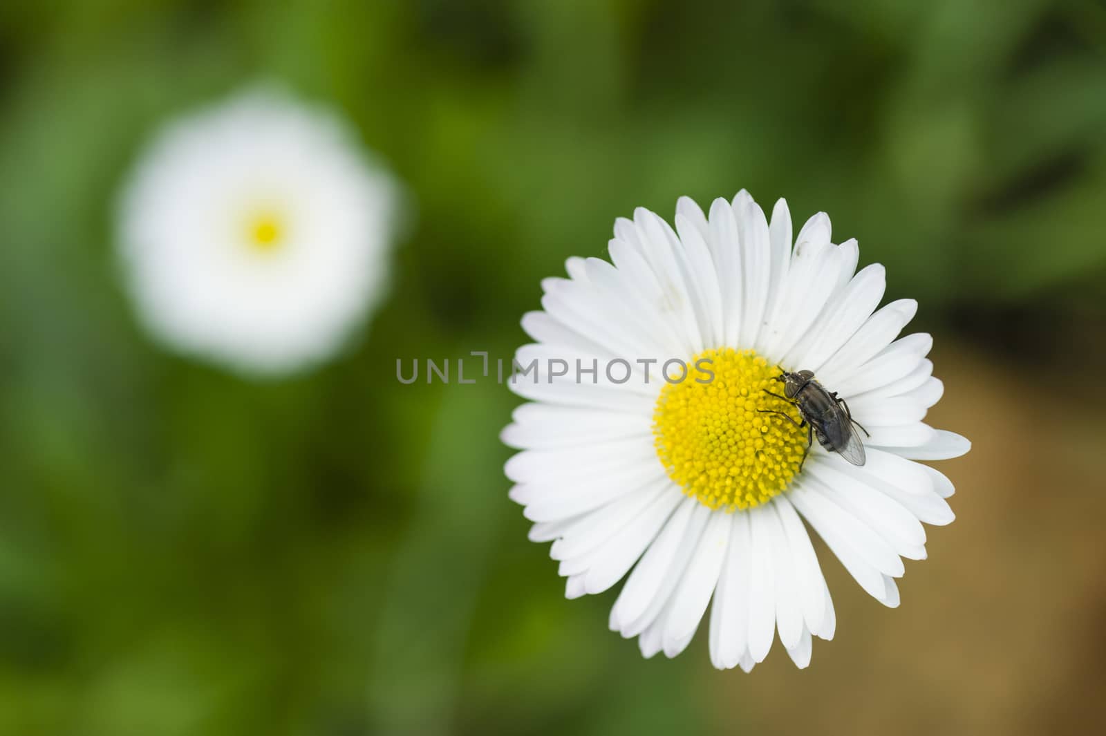 Fly on a Daisy flower in green background
