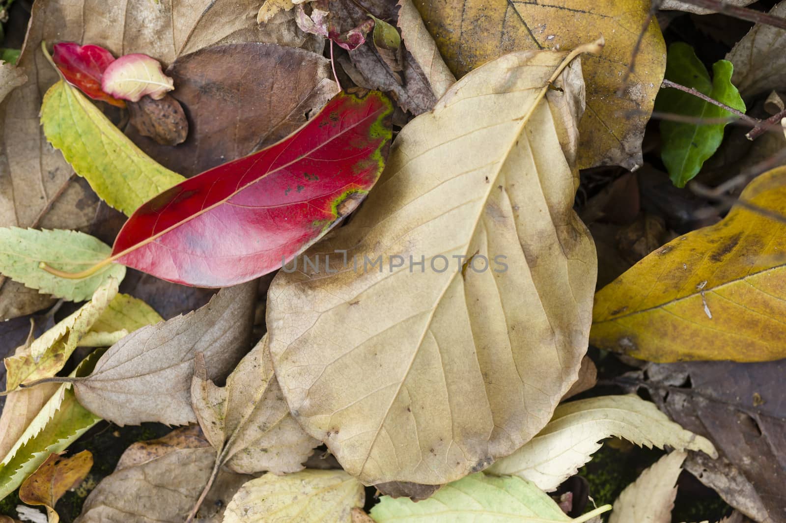 Fallen dead leaves of many colors in Autumn