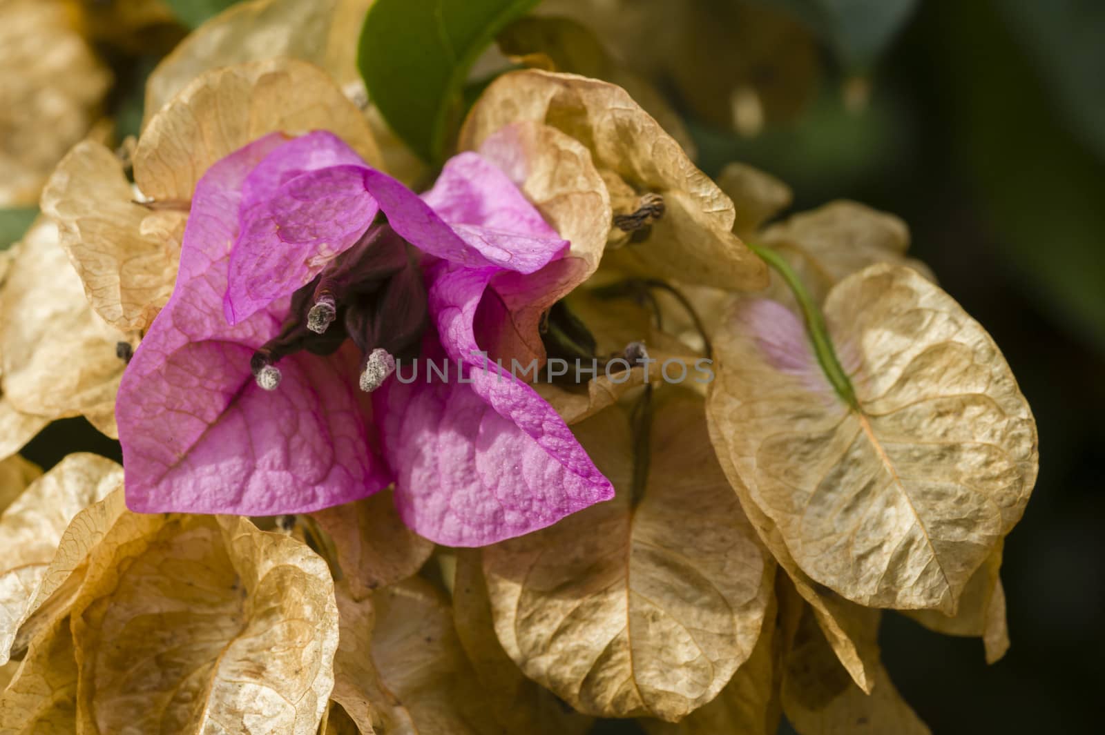 Bougainvillea spectabilis fresh flower among dried flowers