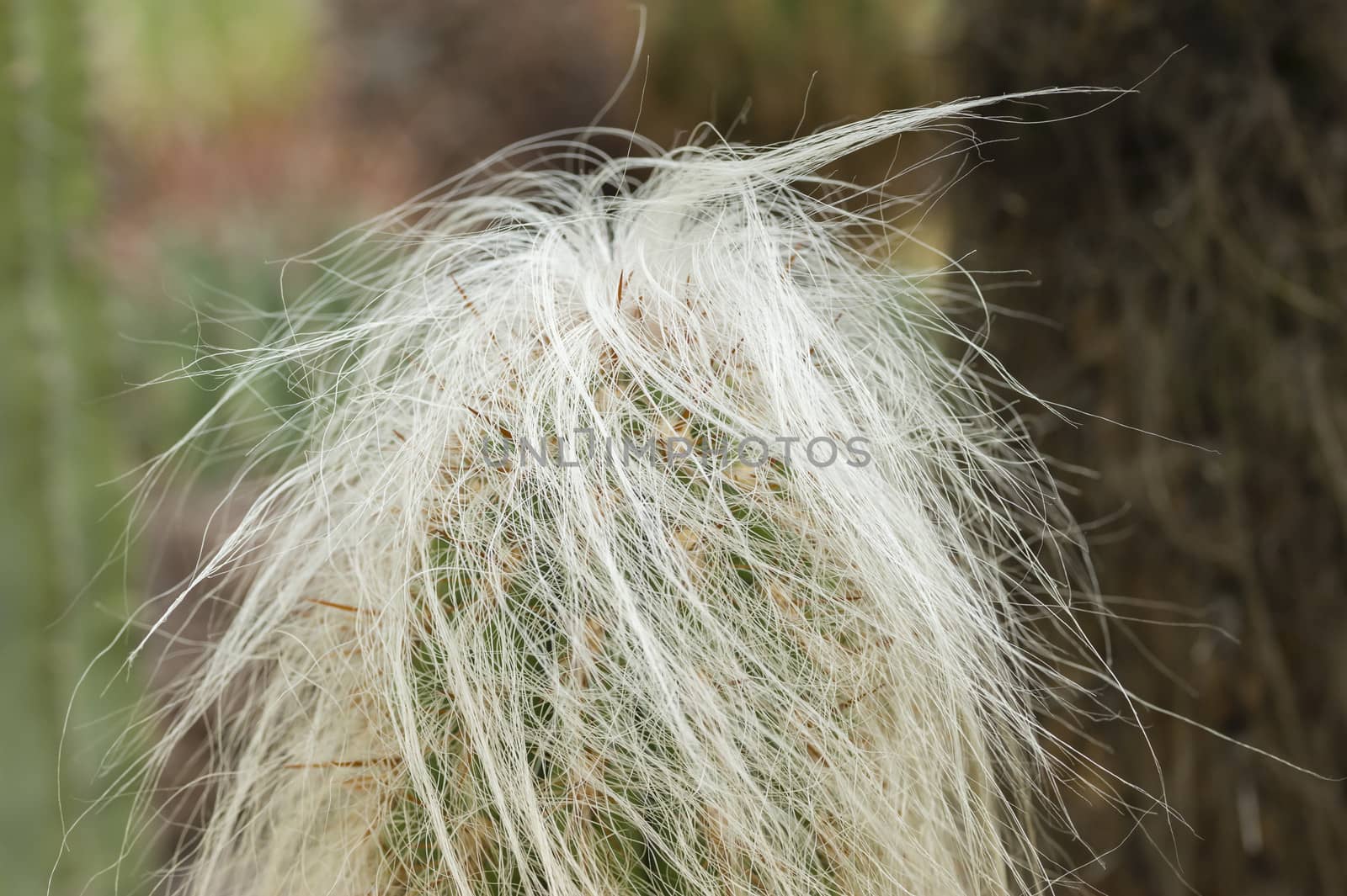 Oreocereus celsianus, old man of the mountain is a plant member of the family Cactaceae