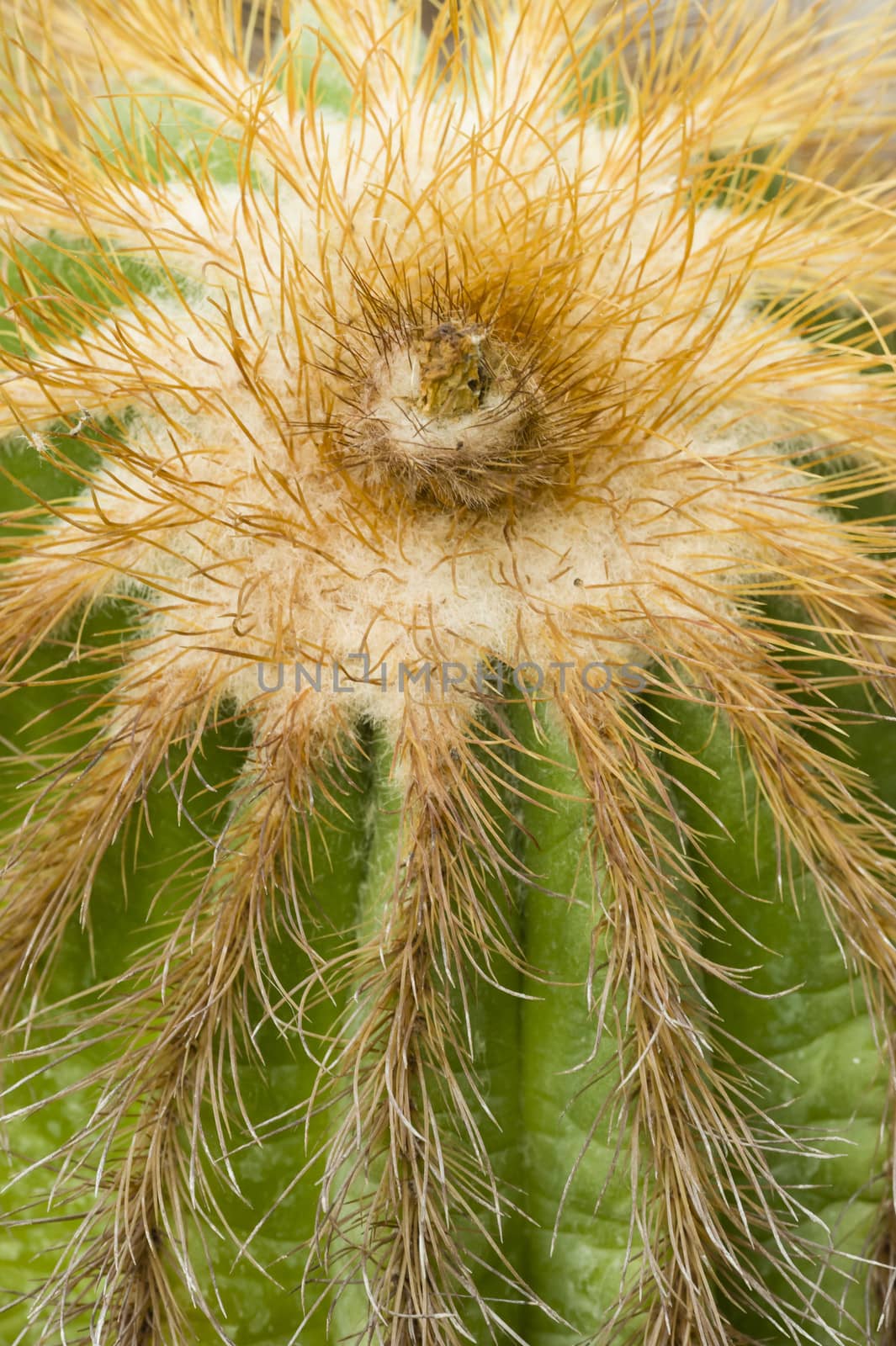 Detail of the head of a thorny cactus